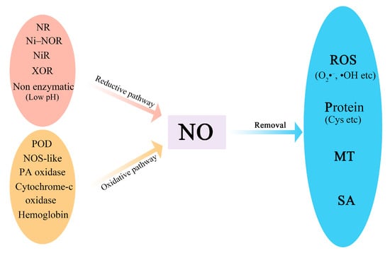 Horticulturae | Free Full-Text | Nitric Oxide Is Essential To Keep The ...