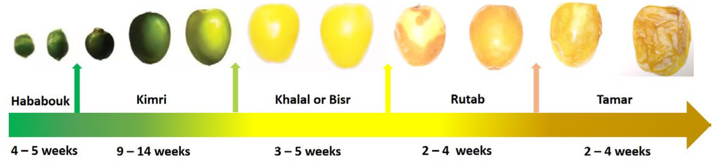 Horticulturae 09 00155 g001