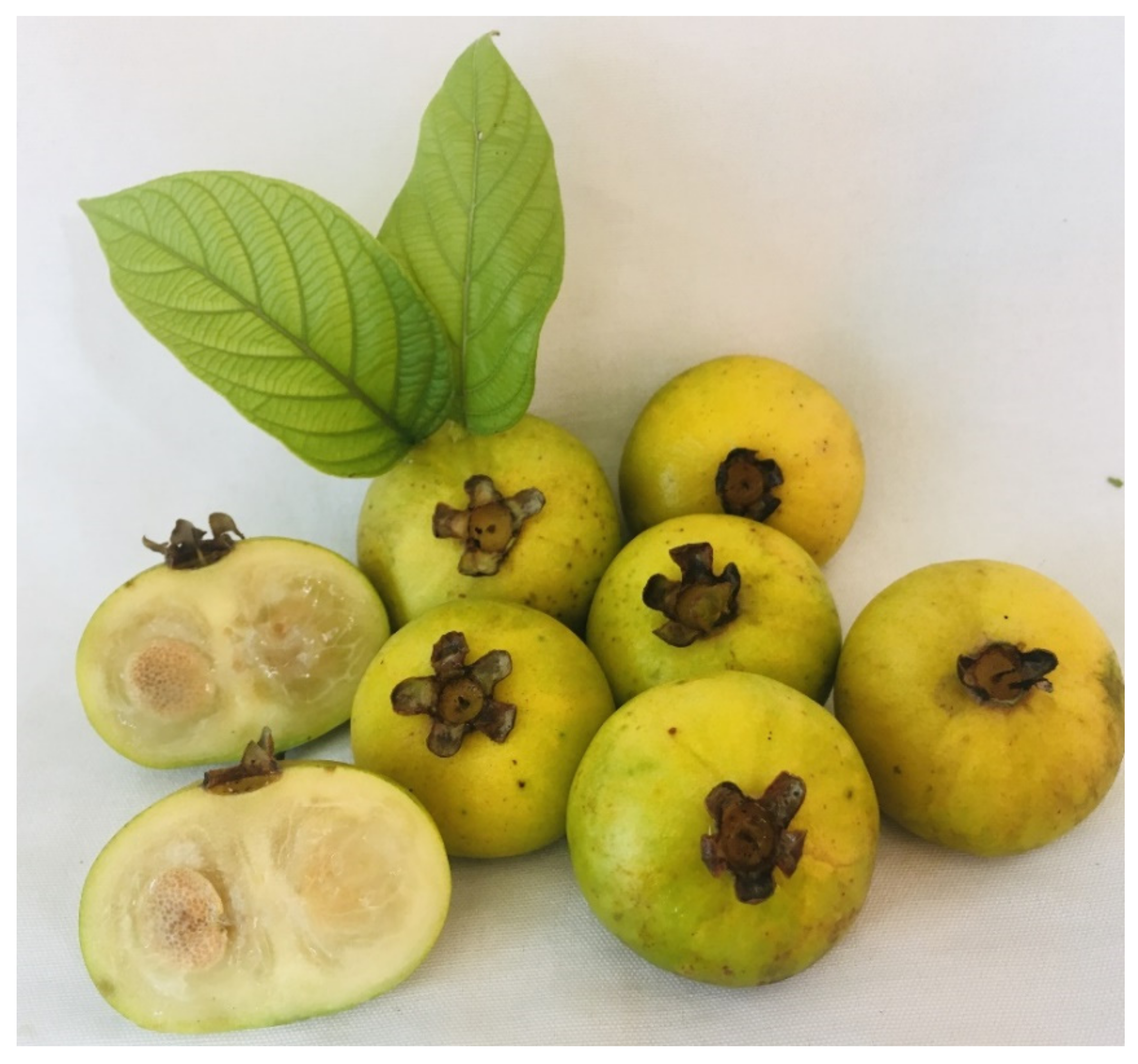 Horticulturae 09 00177 g001