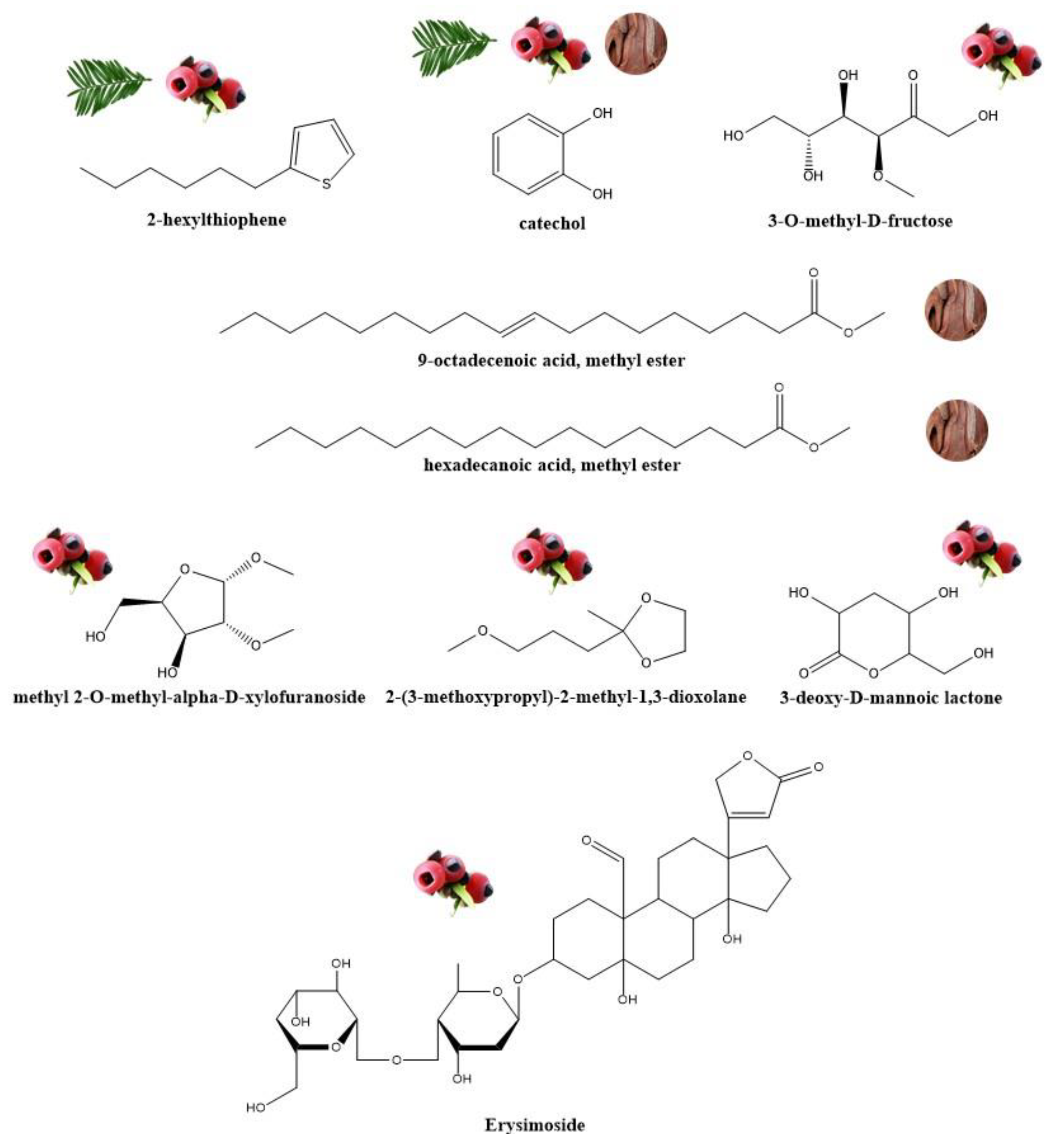 Frontiers  Quality evaluation of compounds in leaves of six Taxus