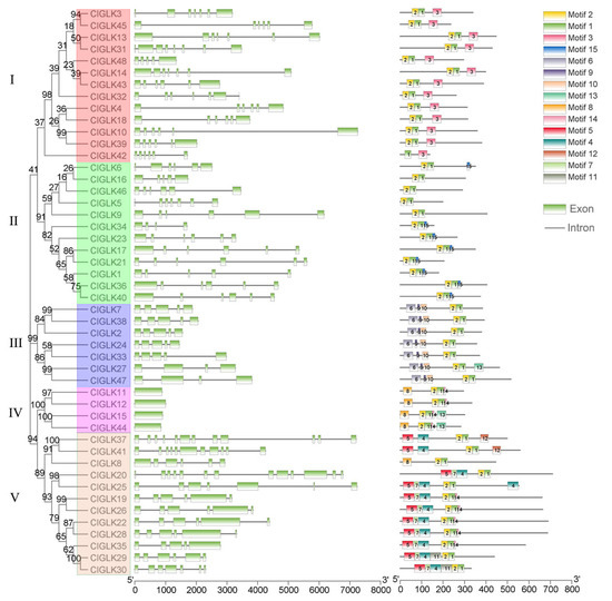 Horticulturae | Free Full-Text | Genomic Survey and Expression Analysis of  GLKs in Watermelon (Citrullus lanatus)