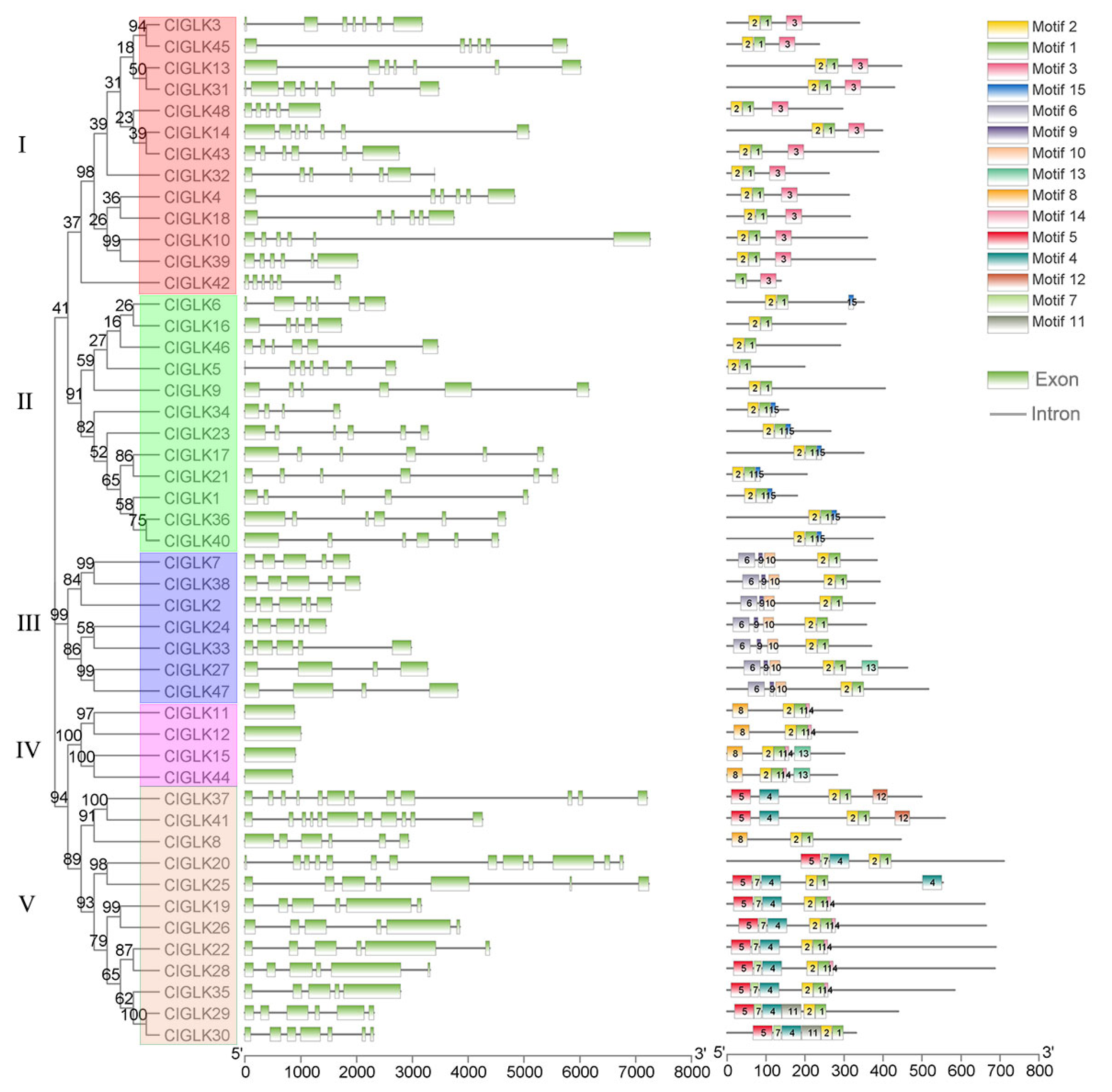 Horticulturae | Free Full-Text | Genomic Survey and Expression Analysis of  GLKs in Watermelon (Citrullus lanatus)