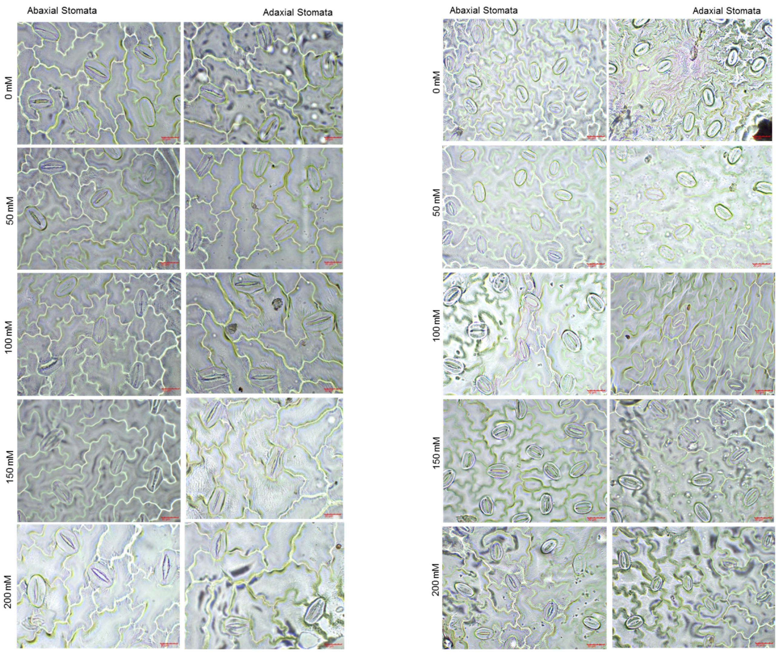 Horticulturae 09 00247 g002