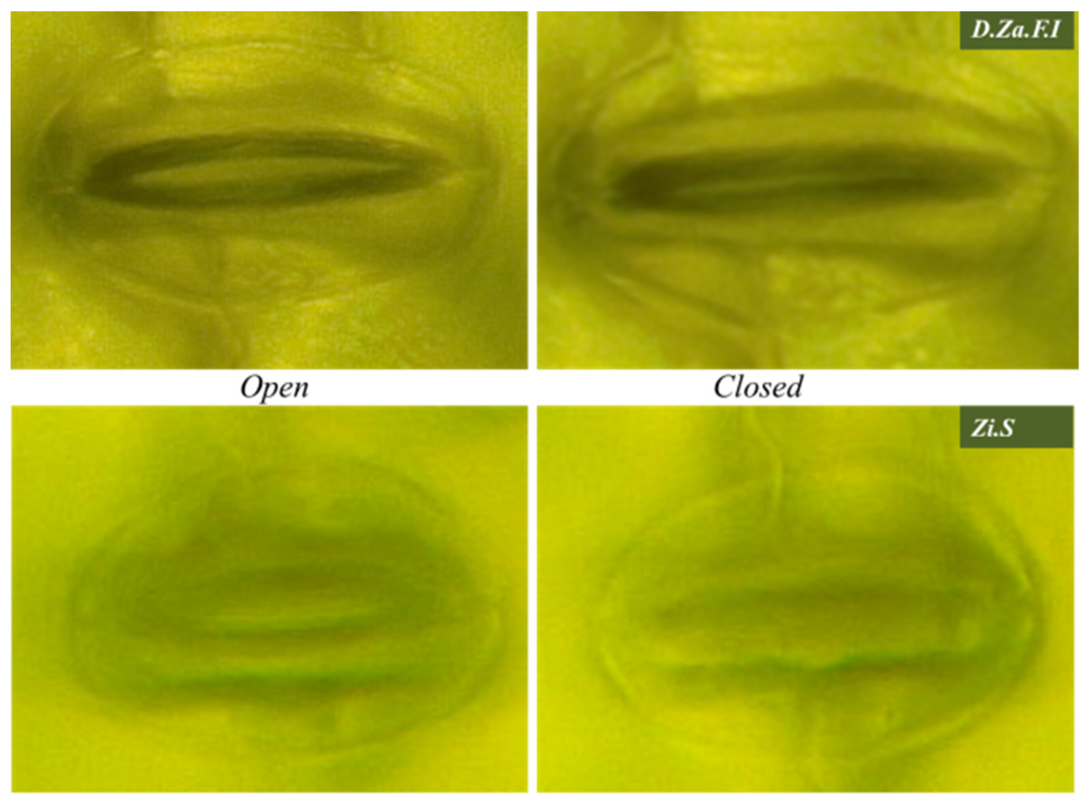 Horticulturae 09 00247 g004