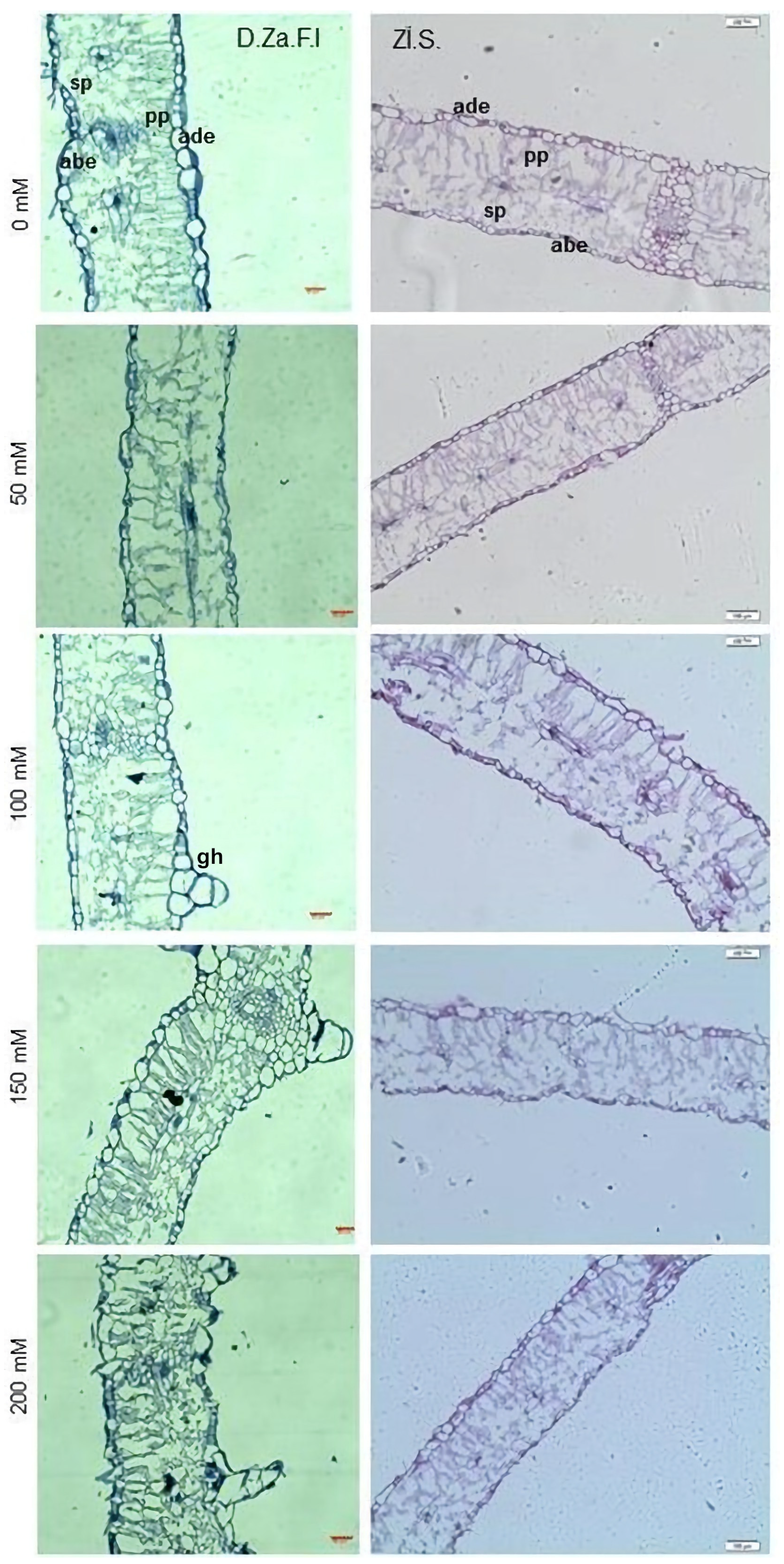 Horticulturae 09 00247 g005