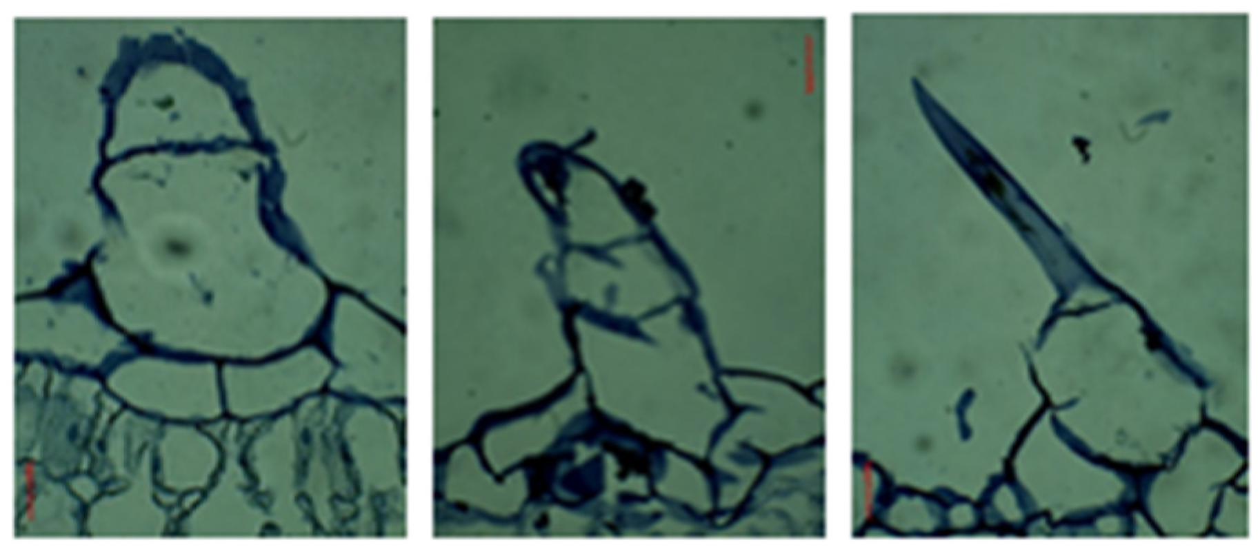 Horticulturae 09 00247 g006