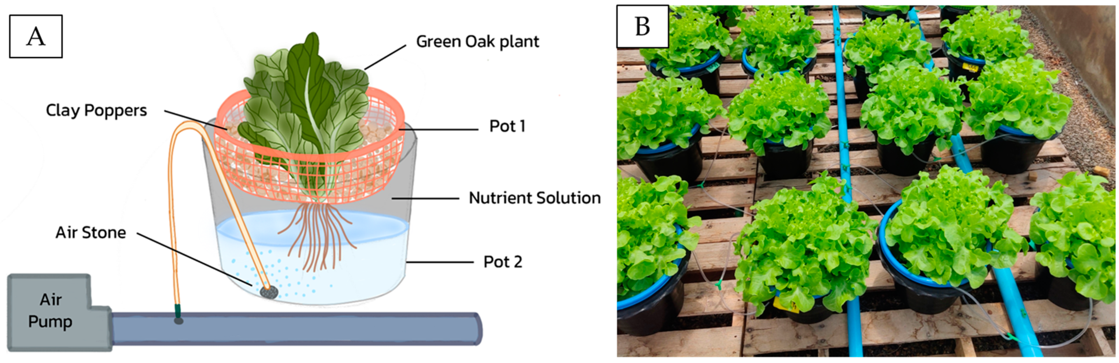 https://www.mdpi.com/horticulturae/horticulturae-09-00248/article_deploy/html/images/horticulturae-09-00248-g002.png