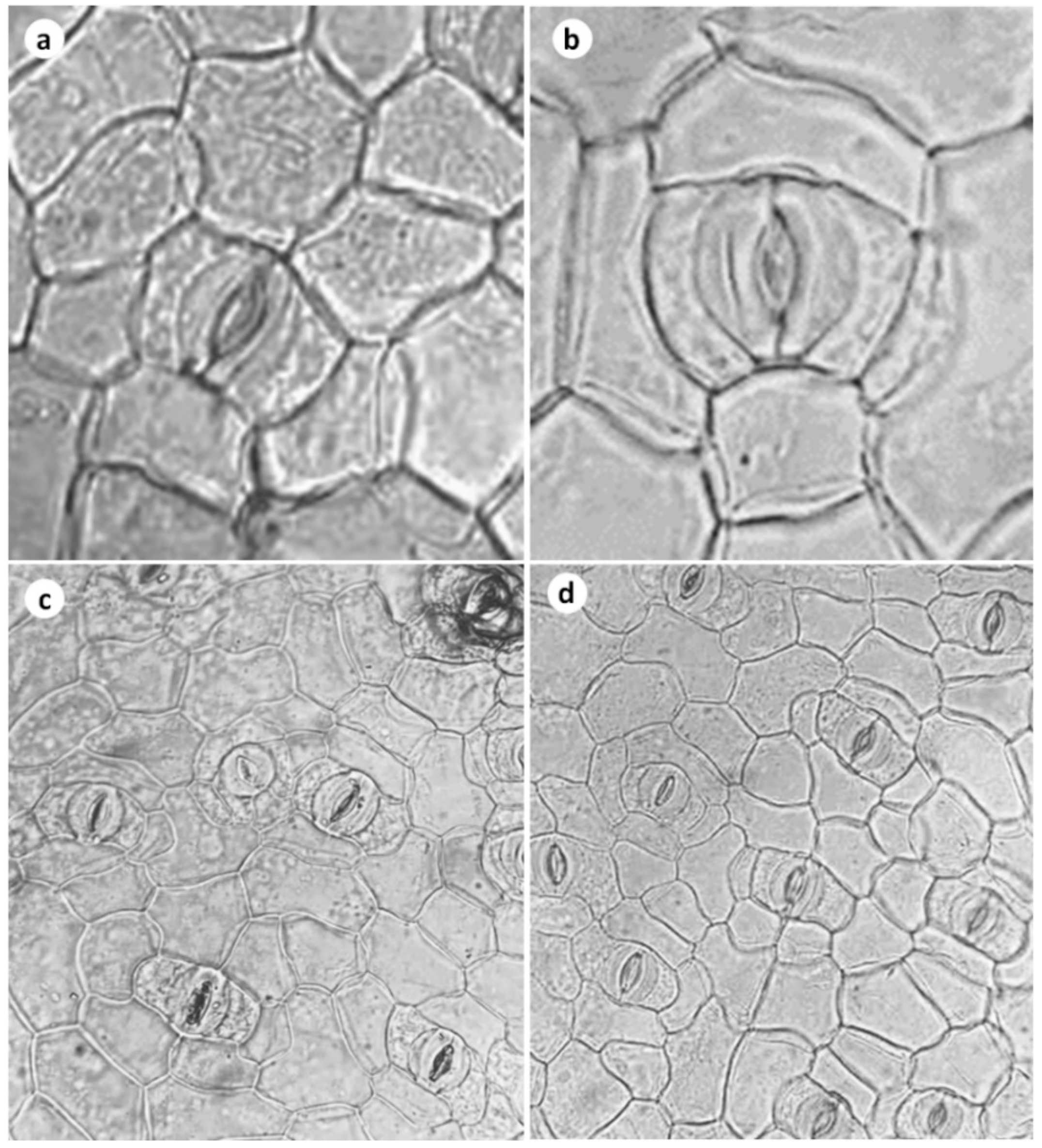 Horticulturae 09 00276 g005