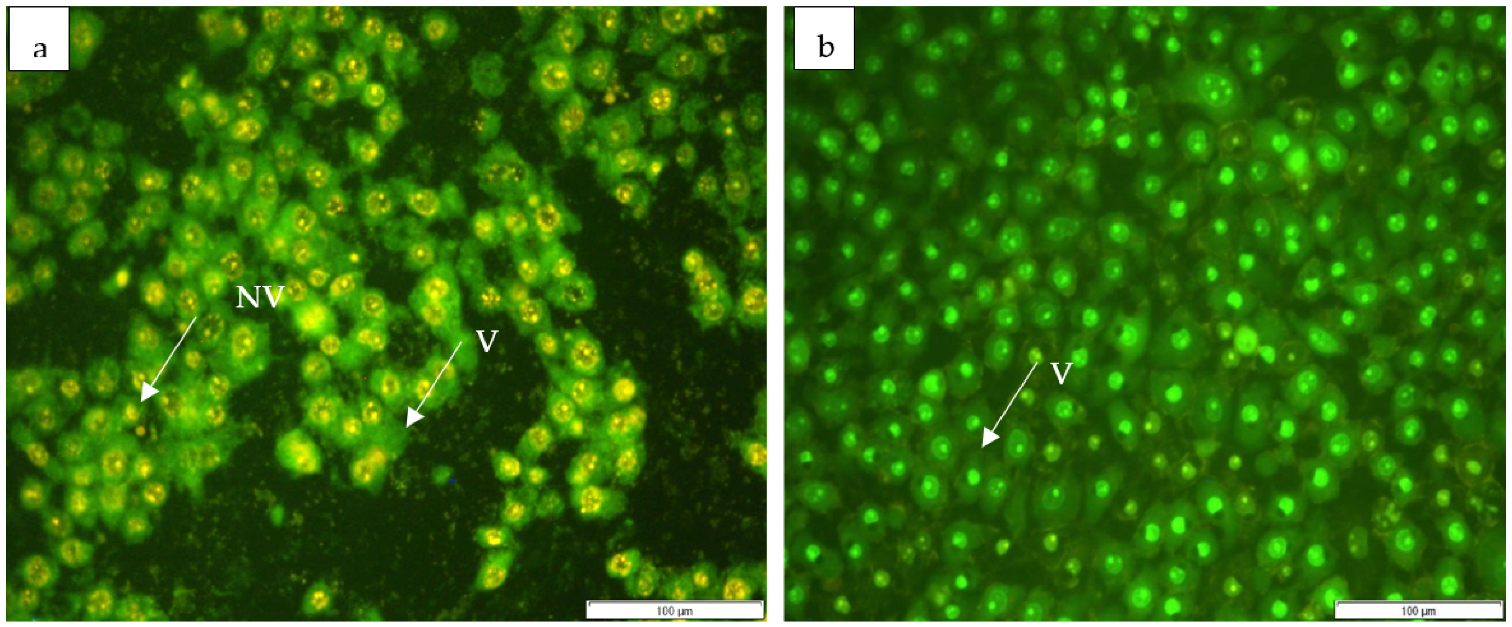 Horticulturae 09 00305 g005a Horticulturae 09 00305 g005a