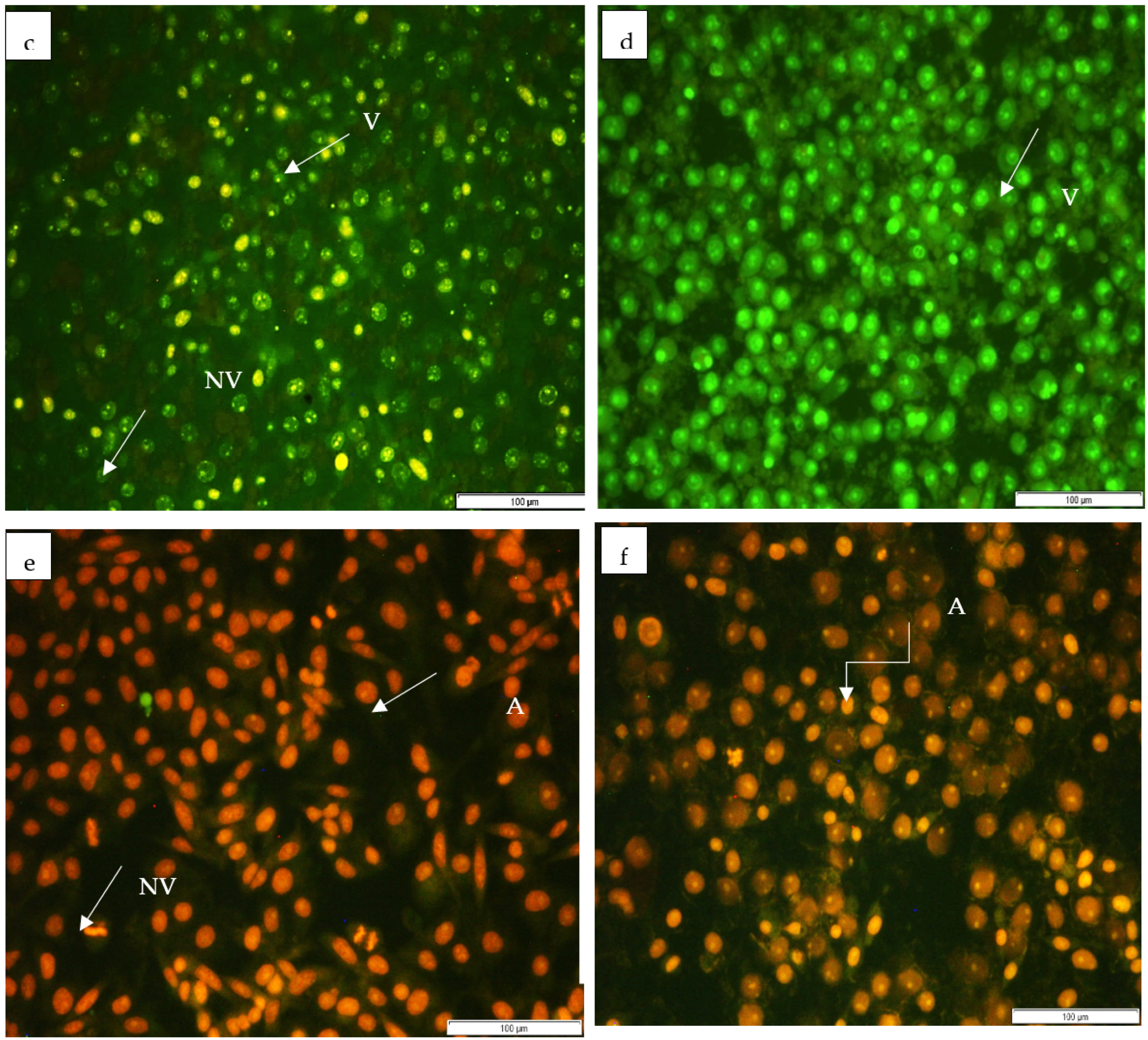 Horticulturae 09 00305 g005b Horticulturae 09 00305 g005b