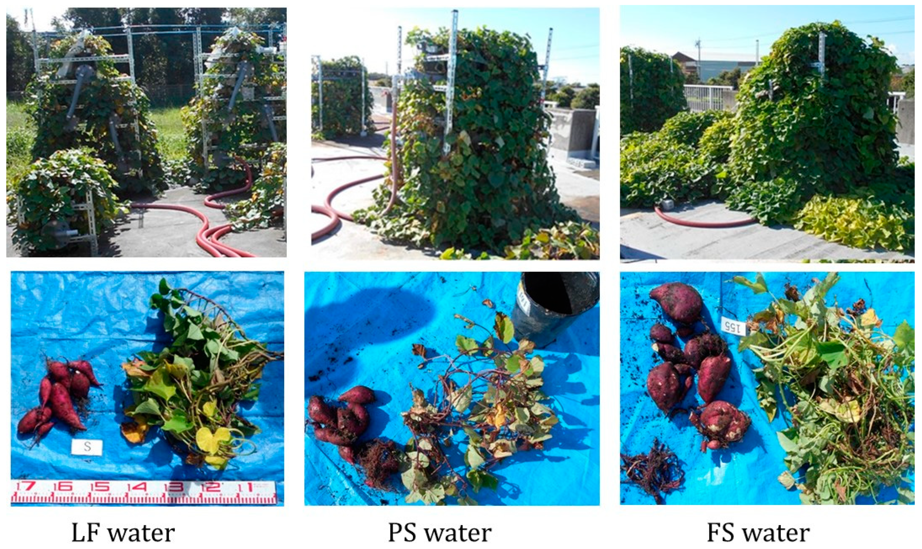 Horticulturae 09 00309 g004