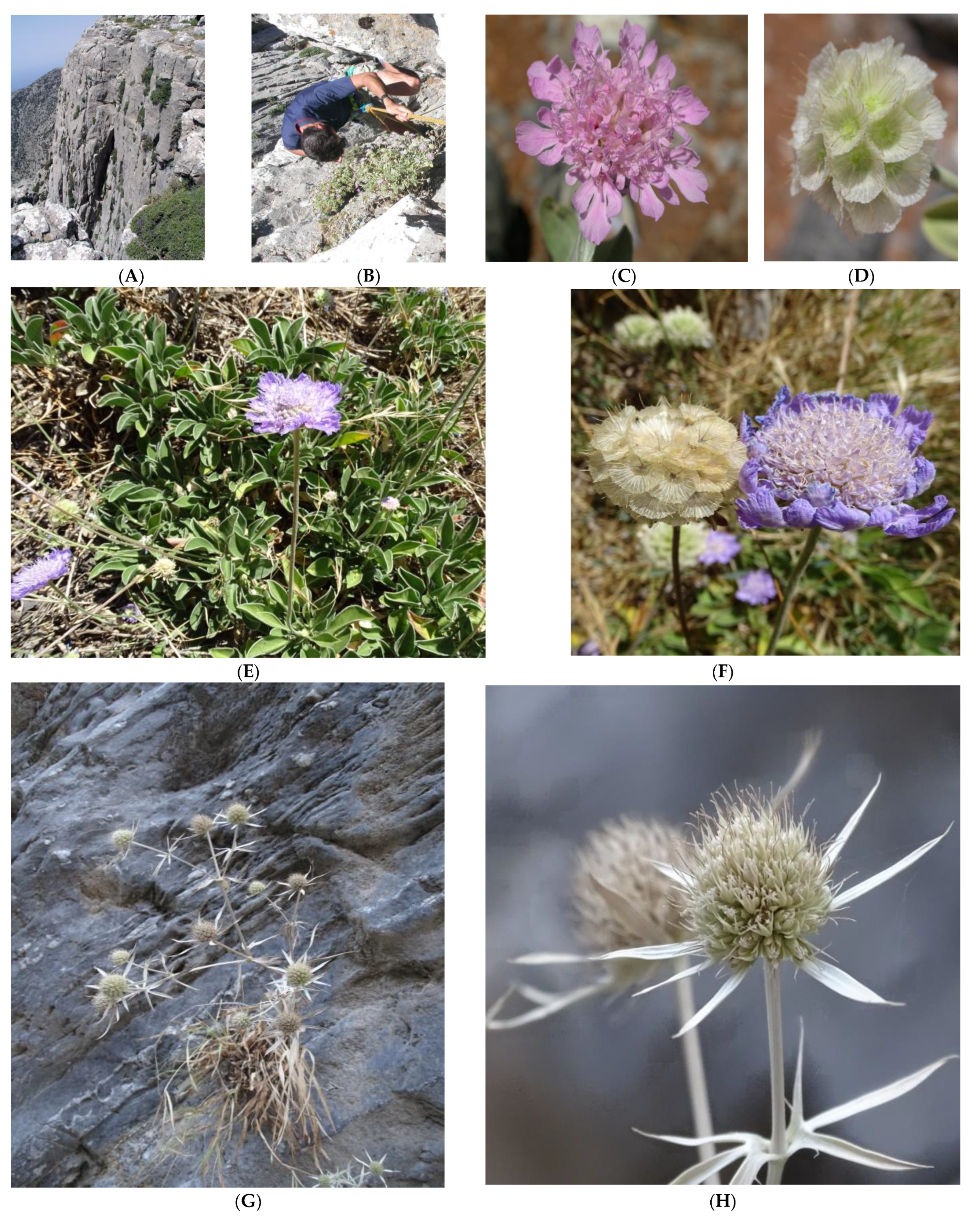 Horticulturae 09 00335 g001