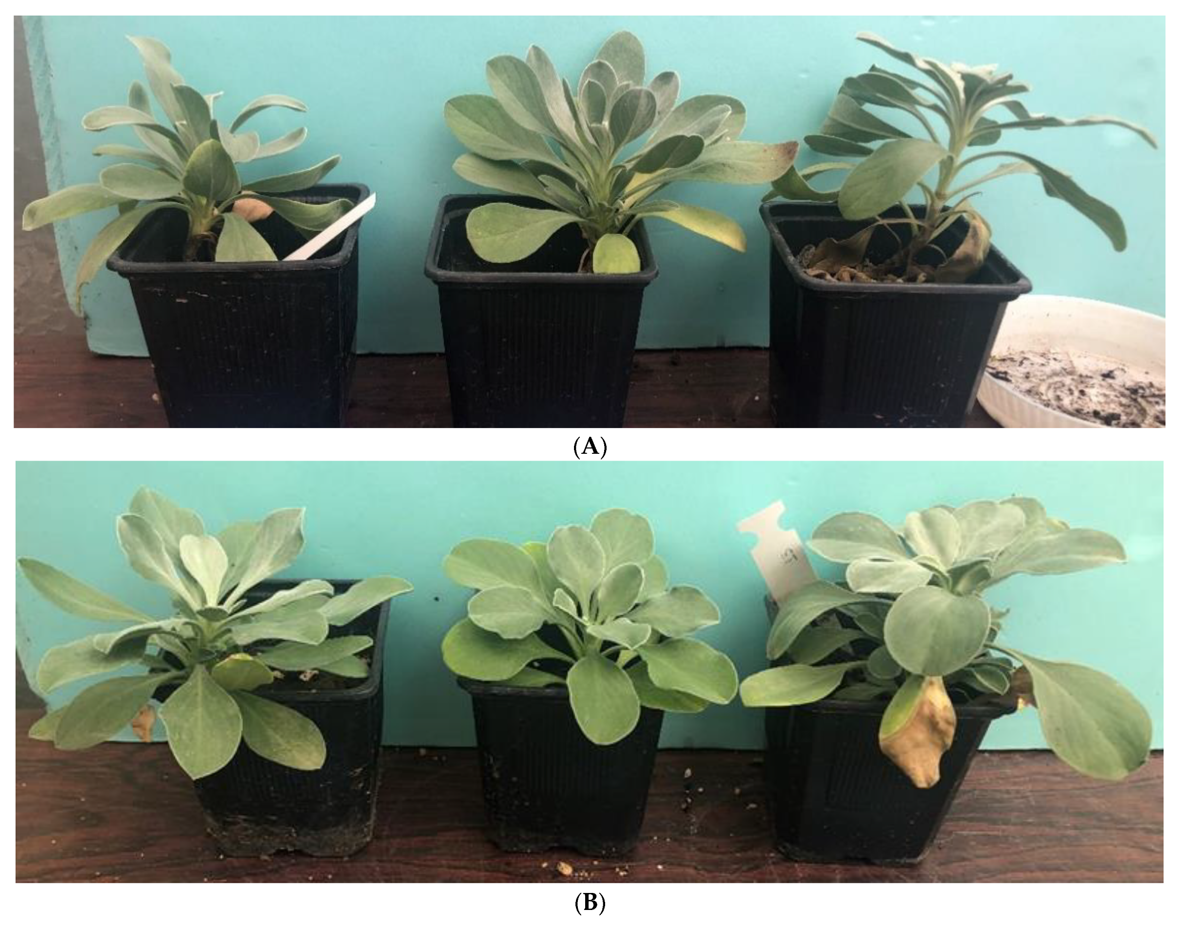 Horticulturae 09 00335 g005