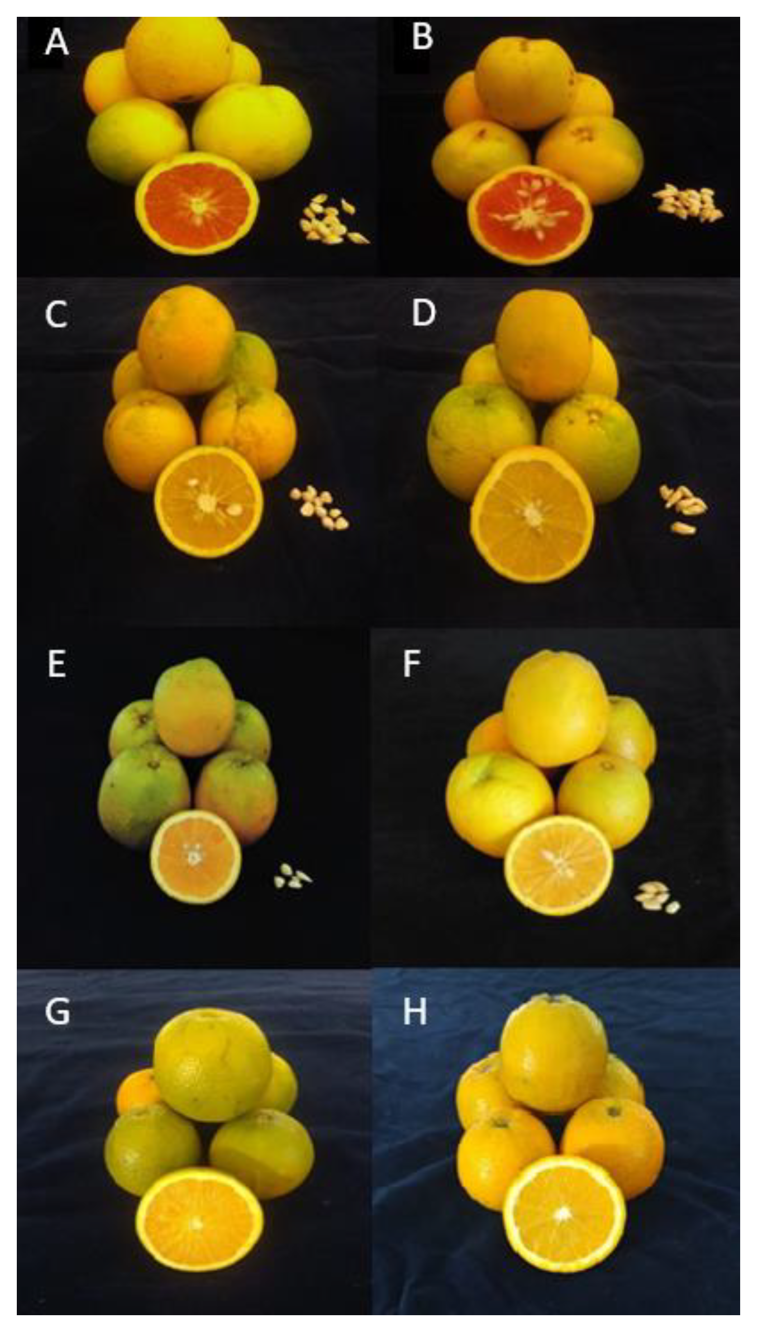 Full article: Blood orange (Citrus sinensis) as a rich source of  nutraceuticals: investigation of bioactive compounds in different parts of  the fruit by HPLC-PDA/MS