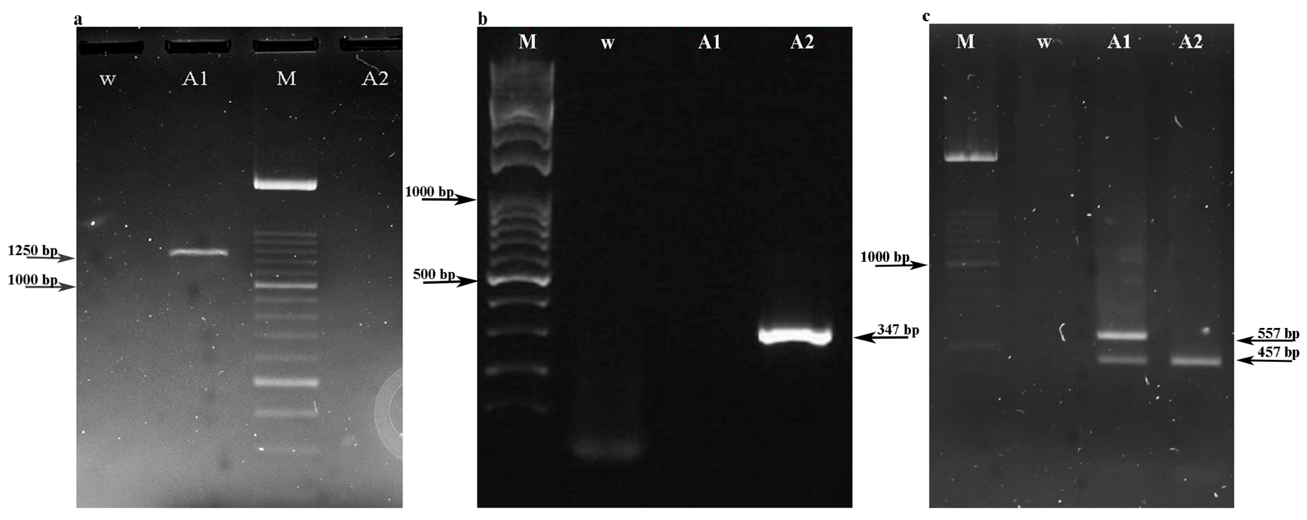 Horticulturae 09 00360 g001