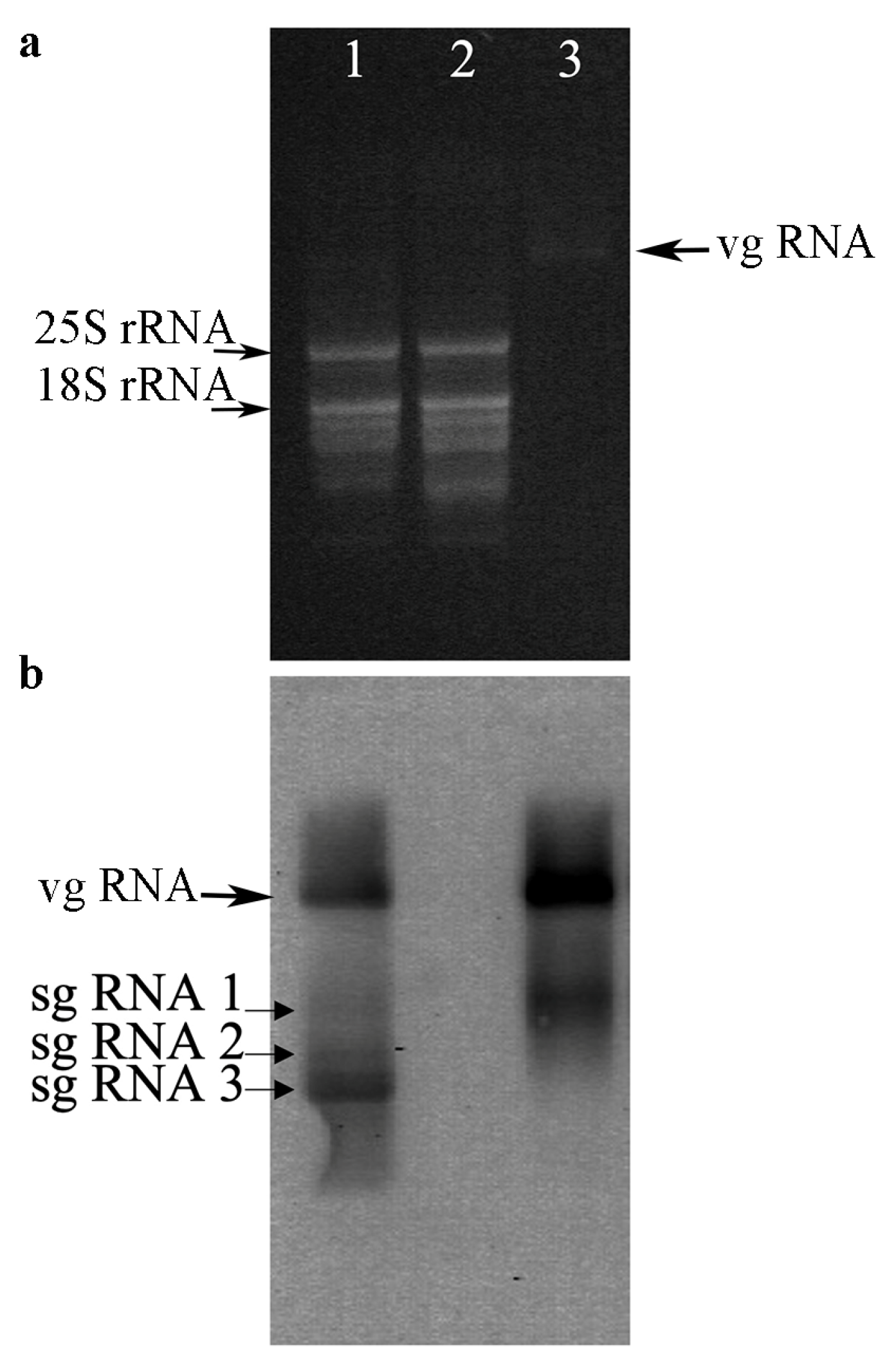 Horticulturae 09 00360 g003