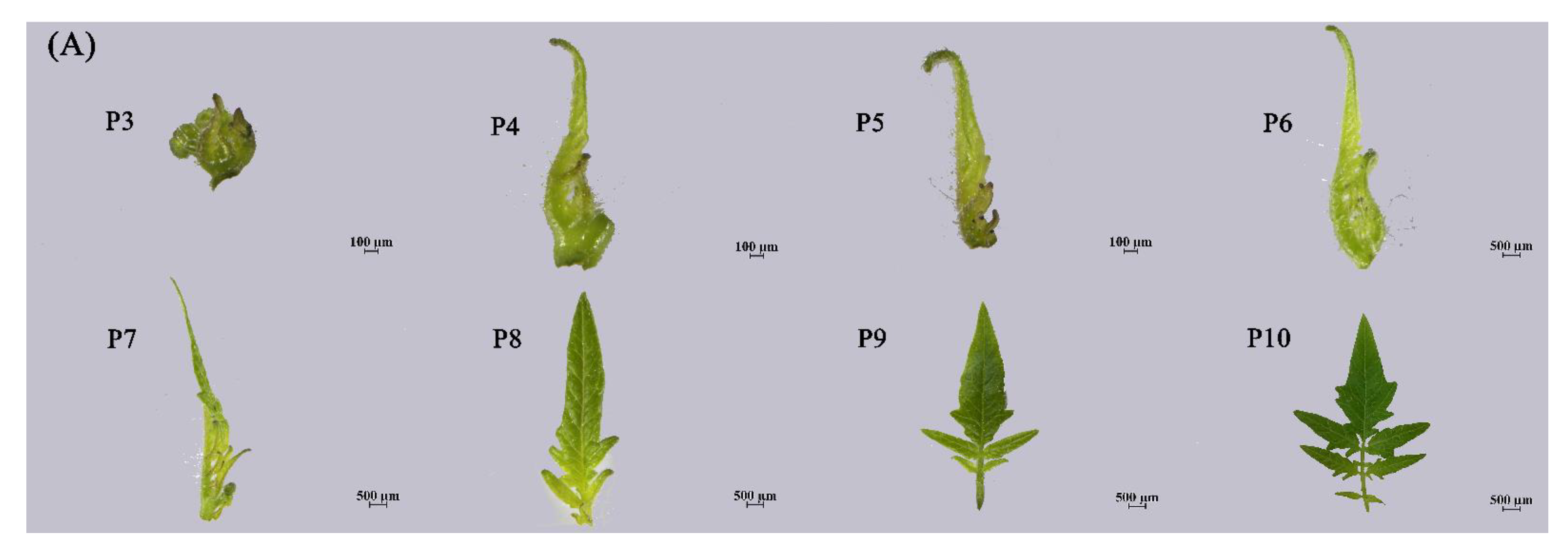 Horticulturae 09 00363 g006a
