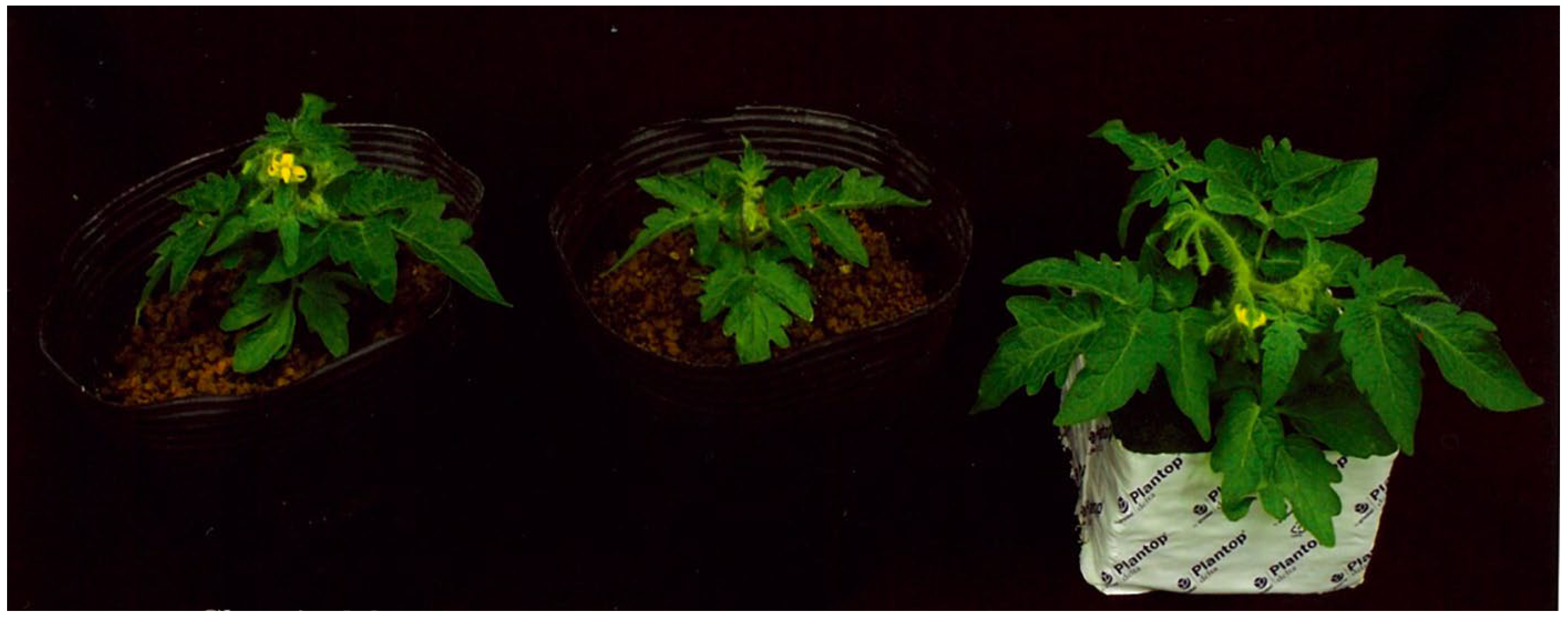 Horticulturae 09 00367 g002 Horticulturae 09 00367 g002