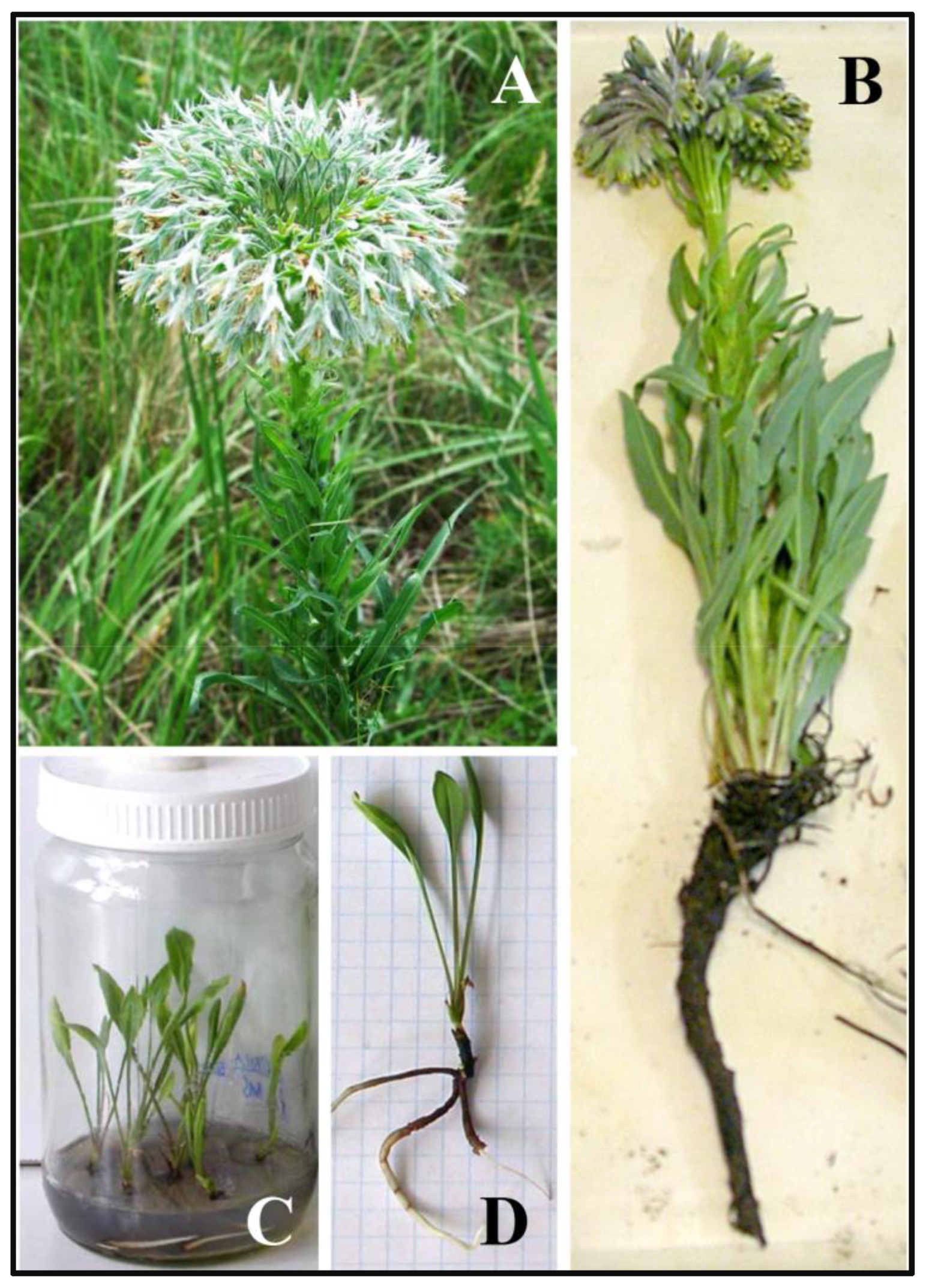 Horticulturae 09 00381 g001