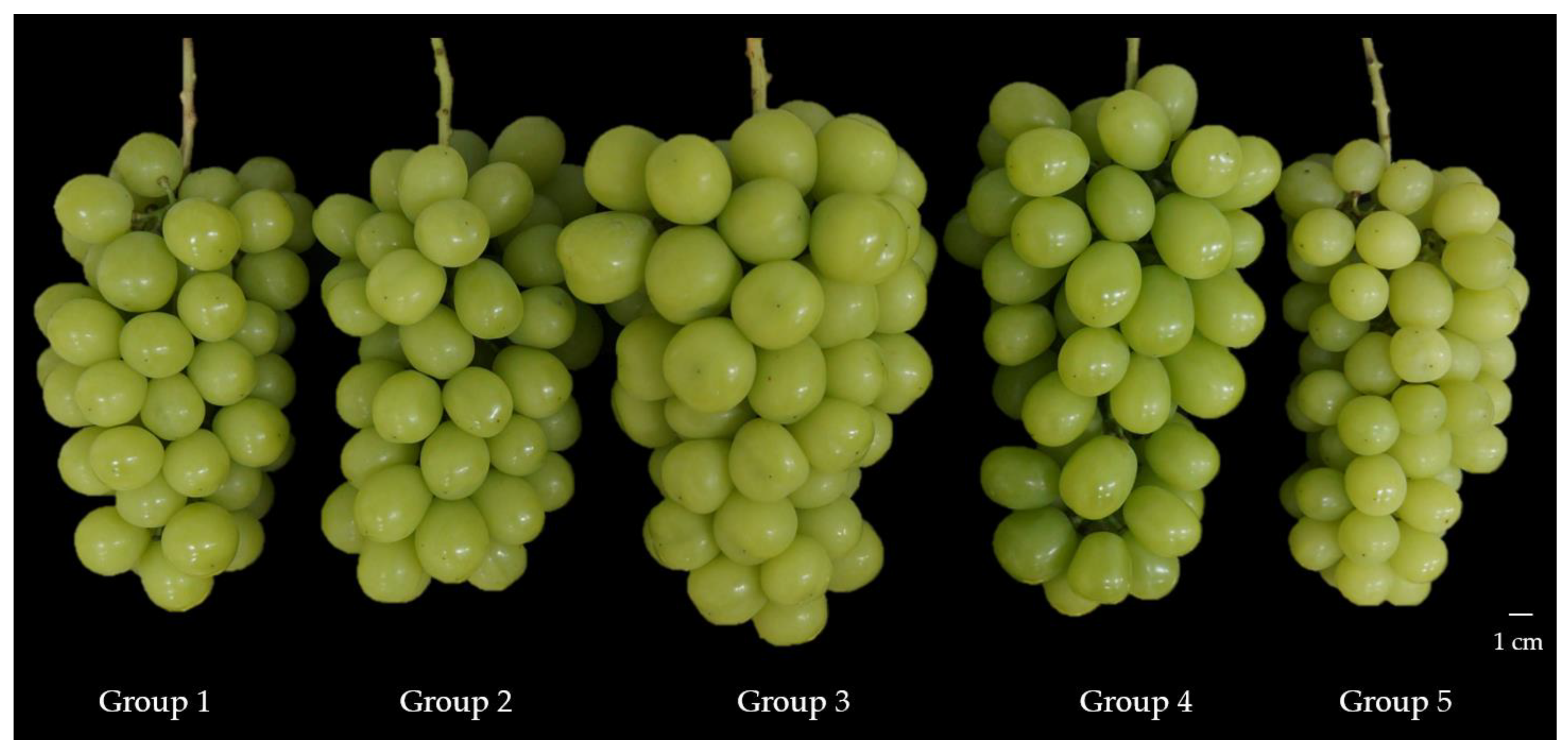 Horticulturae | Free Full-Text | The Impact of Plant Growth Regulators and  Floral Cluster Thinning on the Fruit Quality of &lsquo;Shine Muscat&rsquo;  Grape