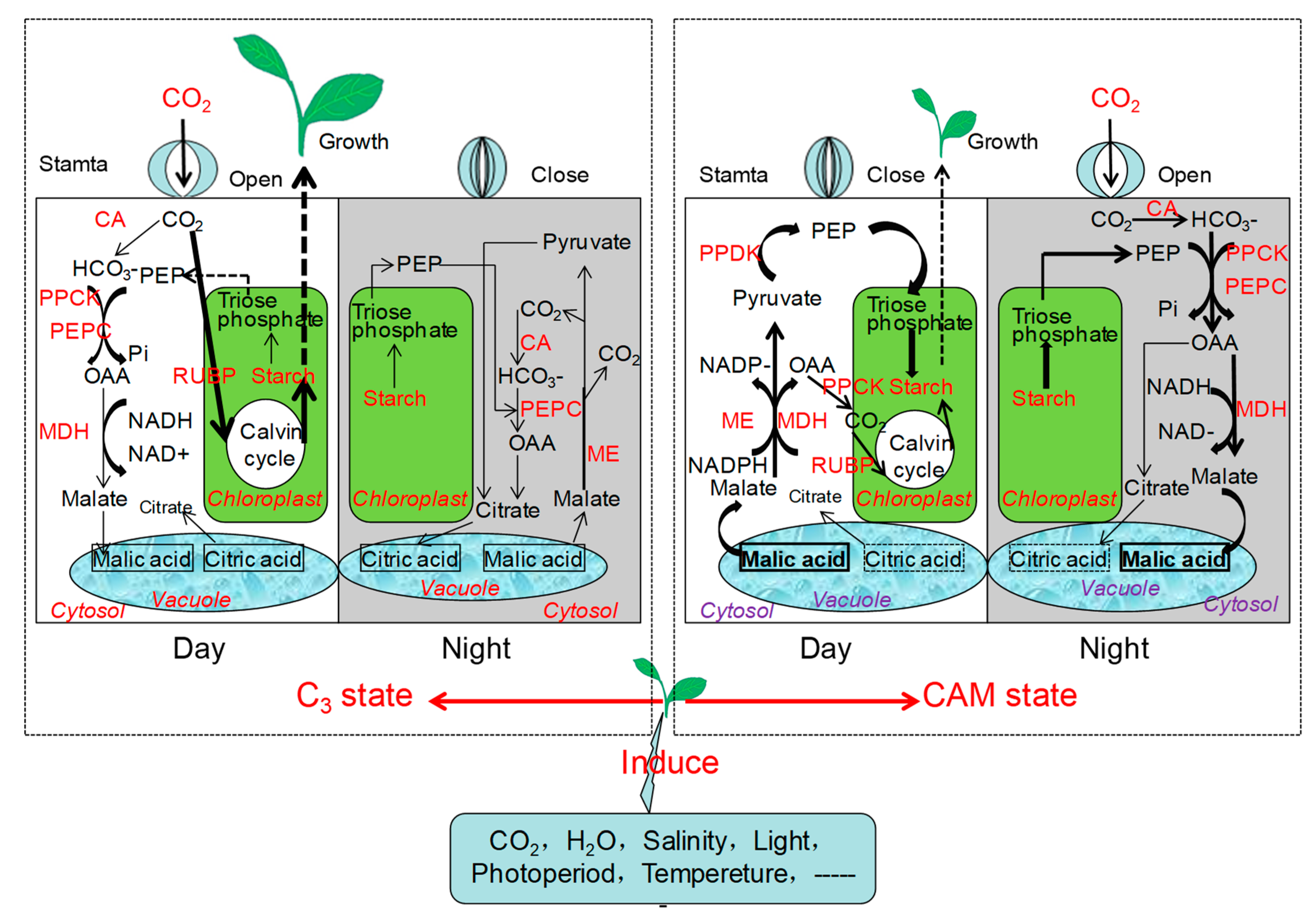 Horticulturae | Free Full-Text | Mechanisms Underlying the C3&ndash;CAM  Photosynthetic Shift in Facultative CAM Plants