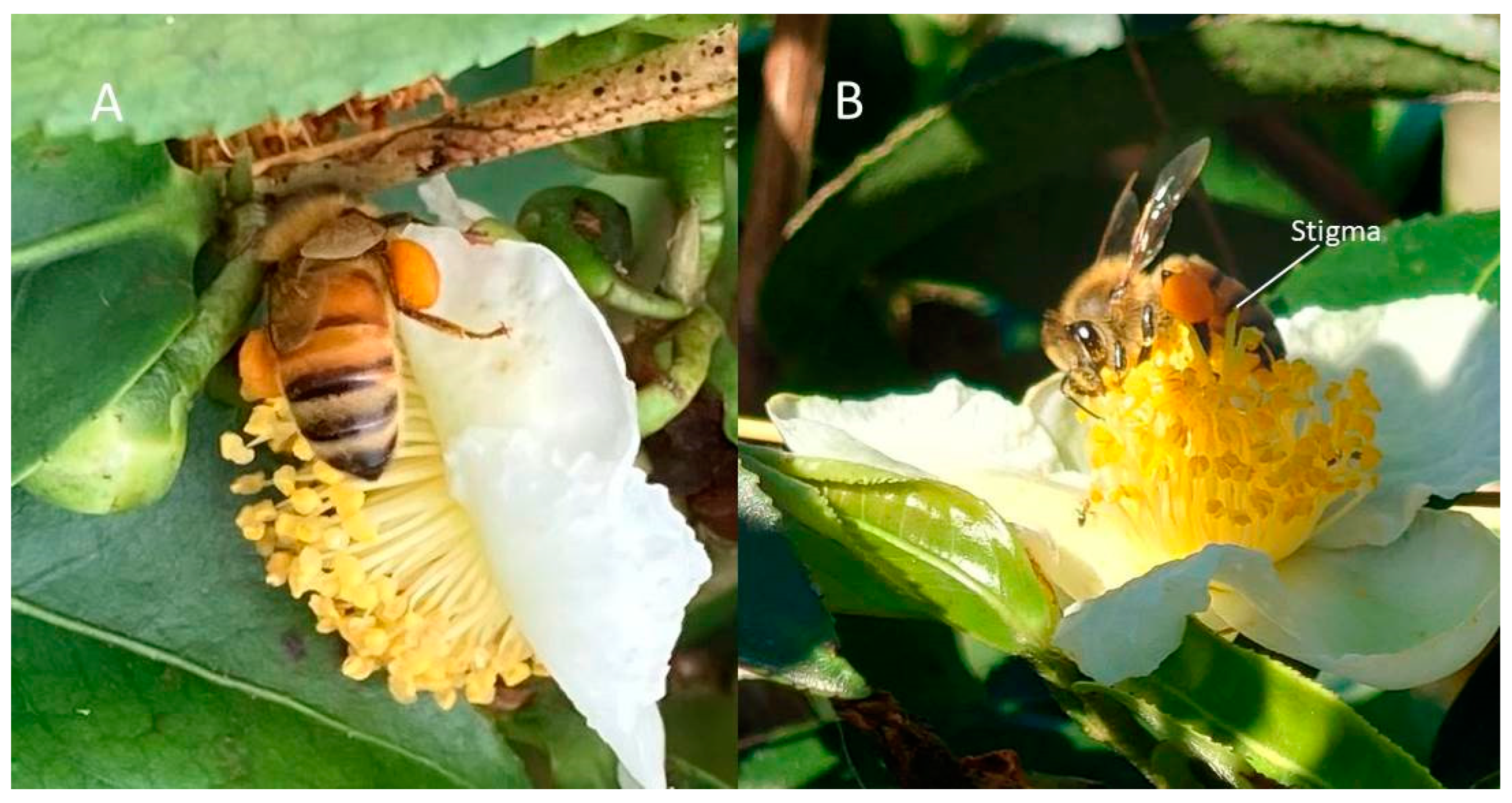 Horticulturae 09 00440 g006