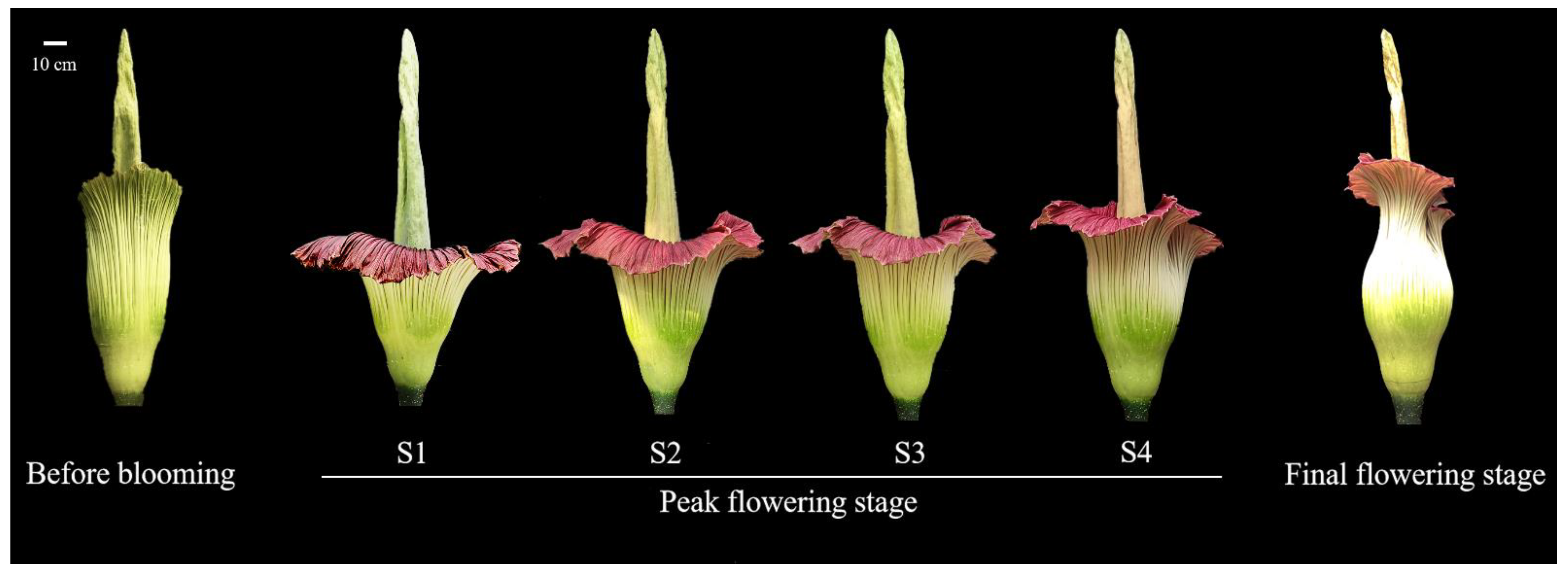 Horticulturae | Free Full-Text | An Analysis of Volatile Compounds and  Study of Release Regularity in the Flower of Amorphophallus titanum in Four  Periods