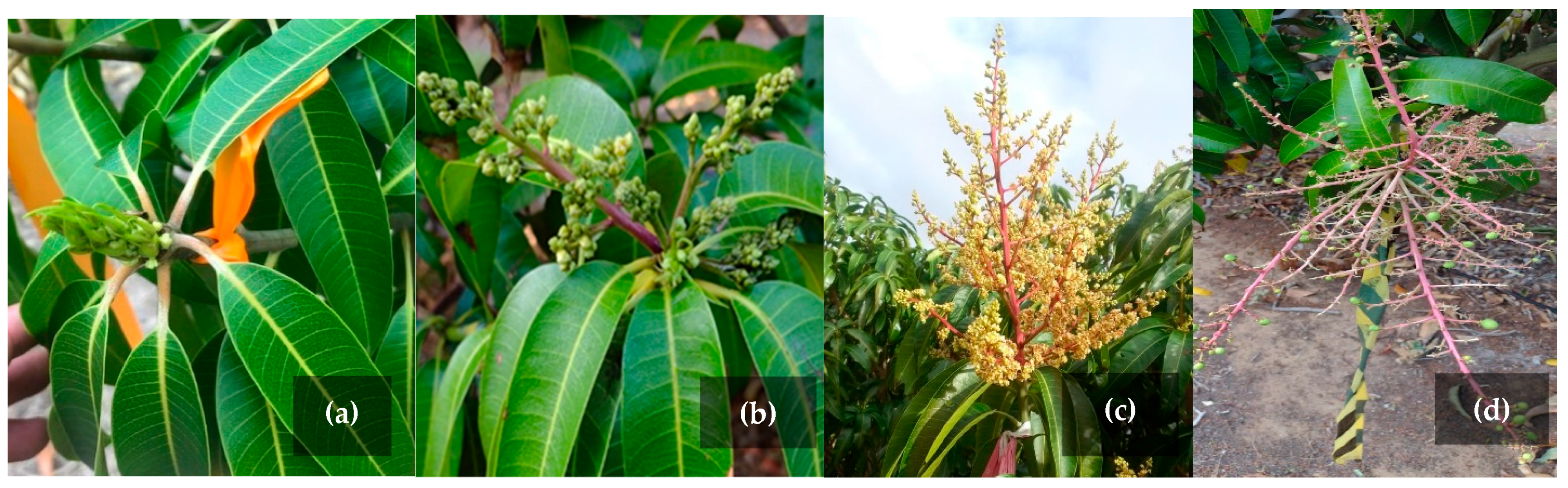 File:Mango tree in full bloom 01.jpg - Wikimedia Commons