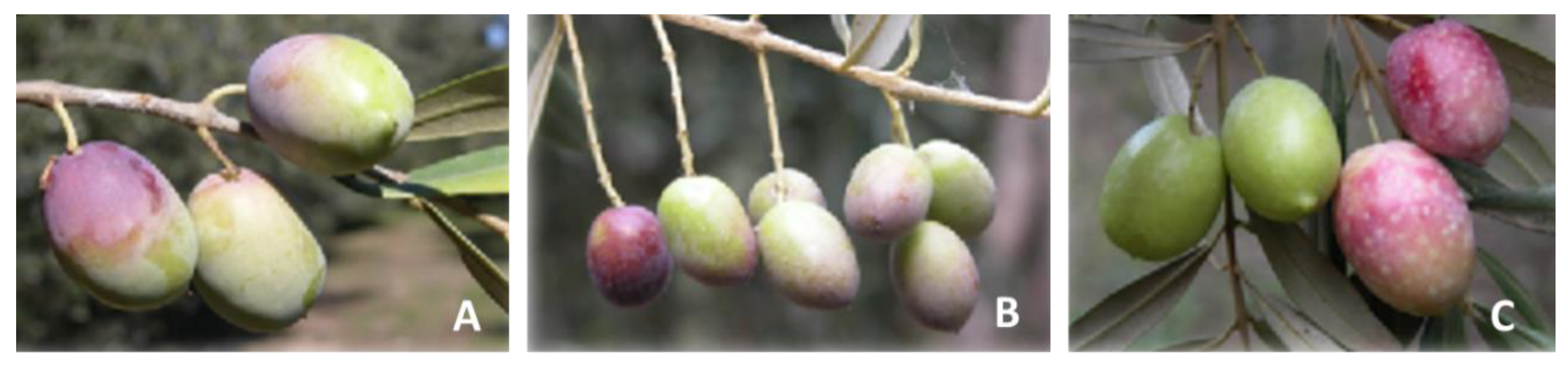 Horticulturae | Free Full-Text | Comparing Spanish-Style and Natural  Fermentation Methods to Valorise Carolea, Nocellara Messinese and Leccino  as Table Olives