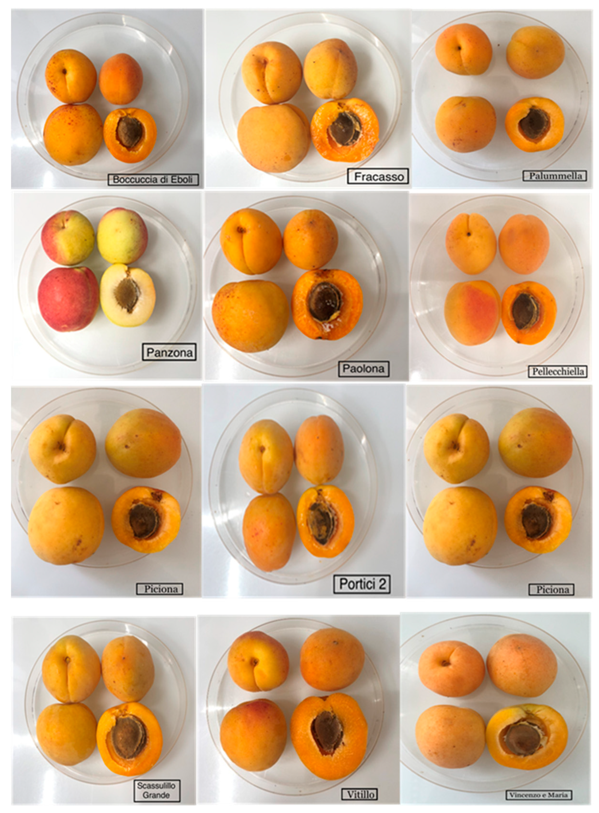 Apricot Fruit Size