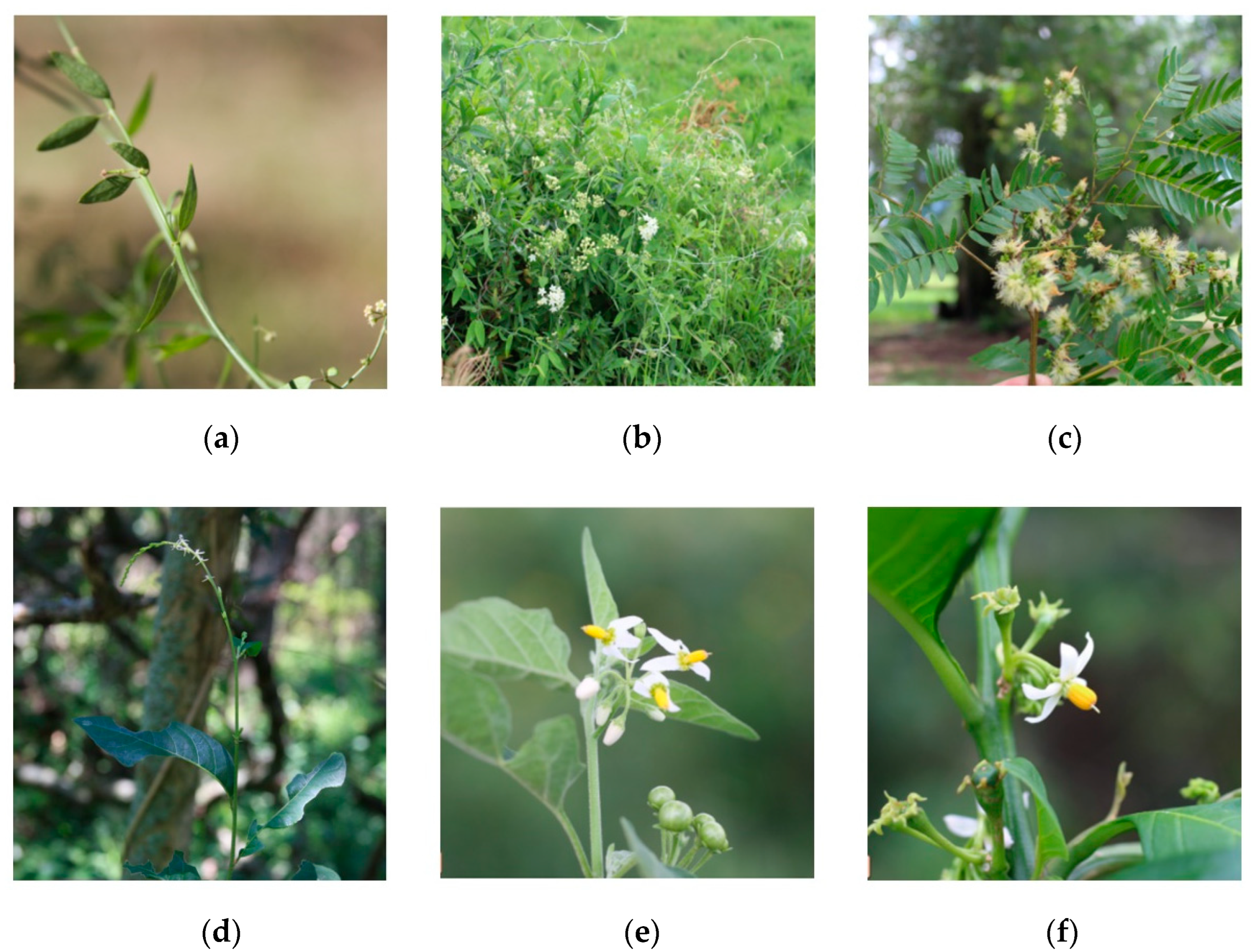 https://www.mdpi.com/horticulturae/horticulturae-09-00562/article_deploy/html/images/horticulturae-09-00562-g005.png