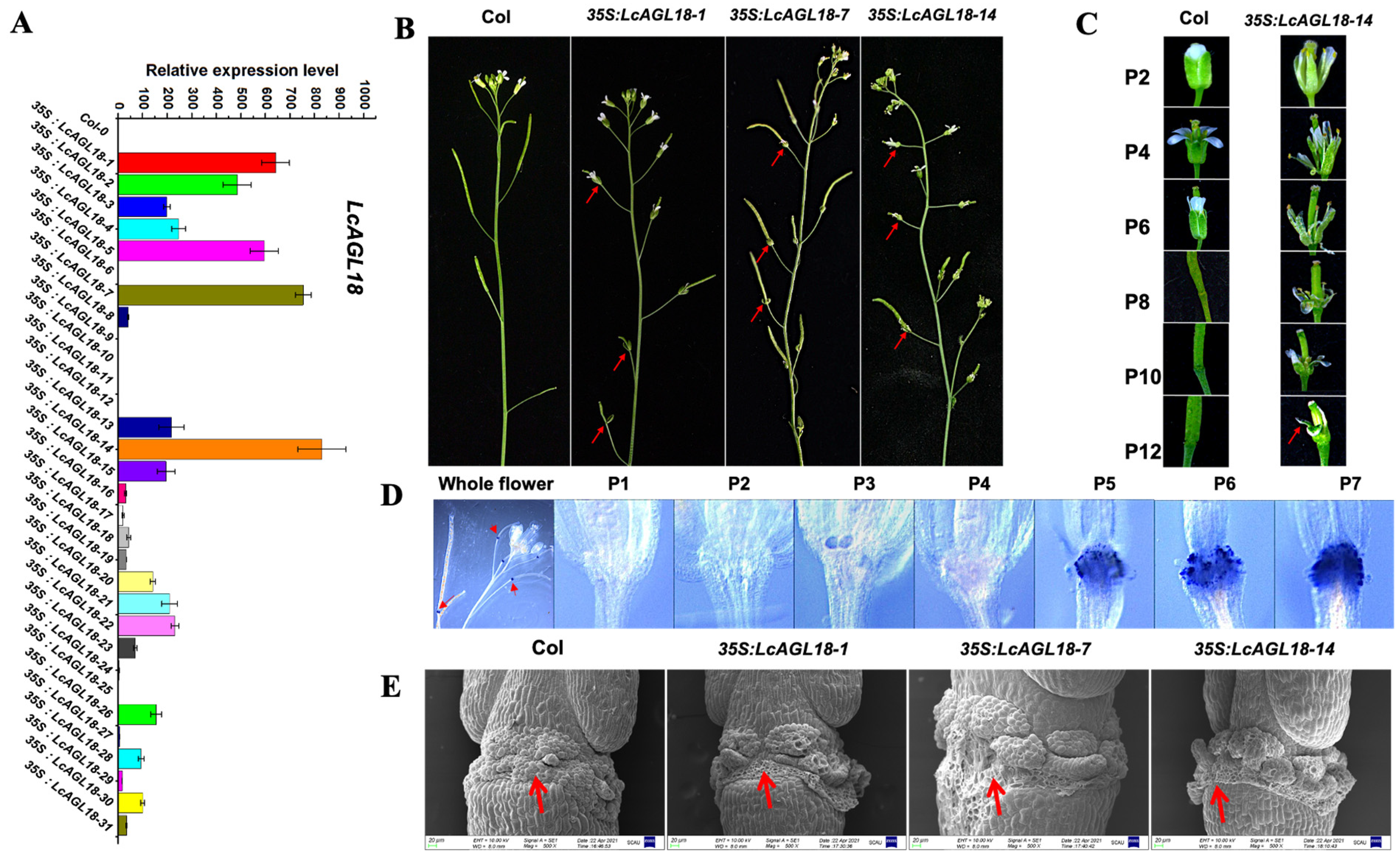 Horticulturae Free Full Text Ectopic Expression of AGAMOUS