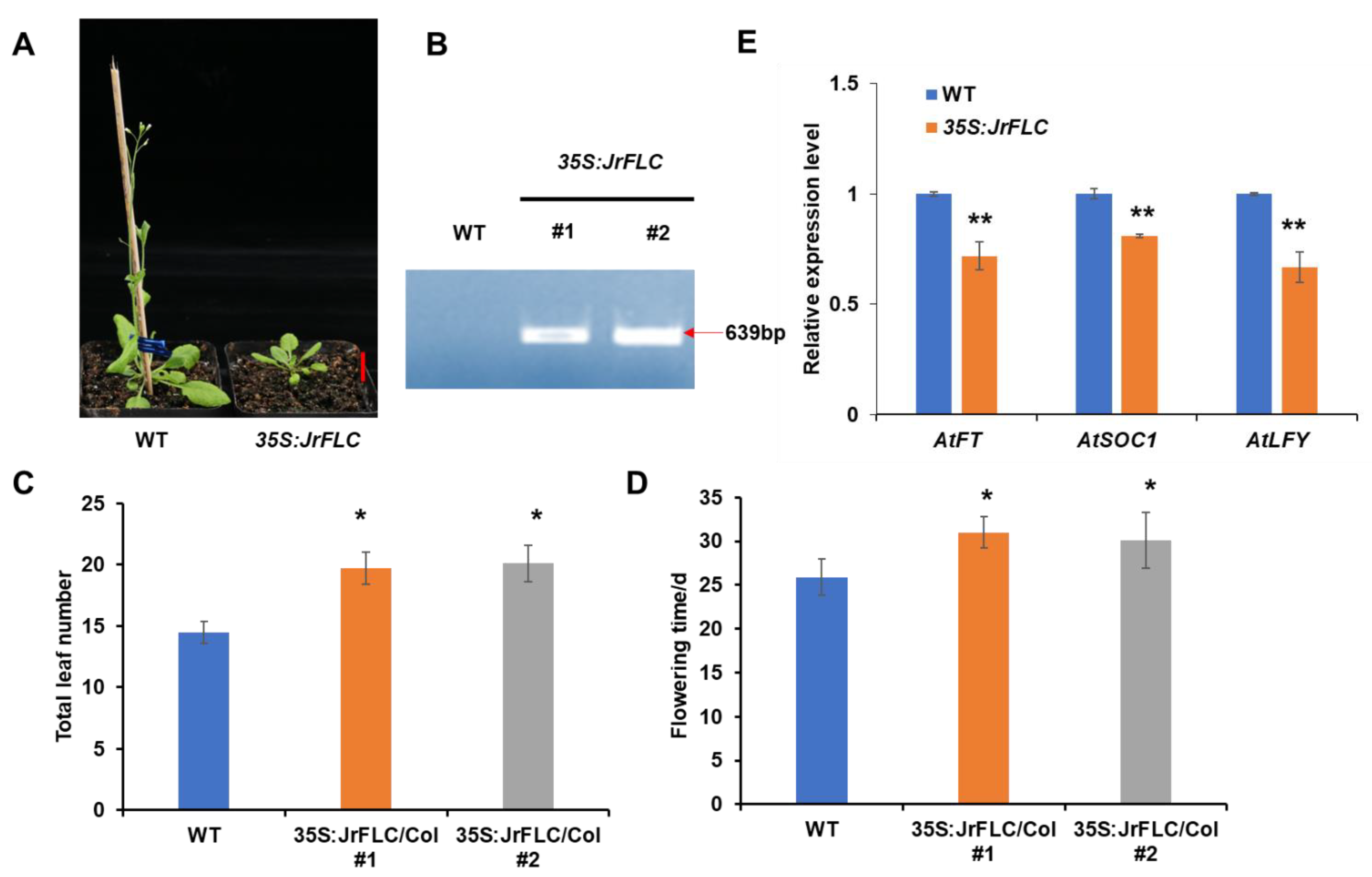 Horticulturae 09 00582 g003 Horticulturae 09 00582 g003