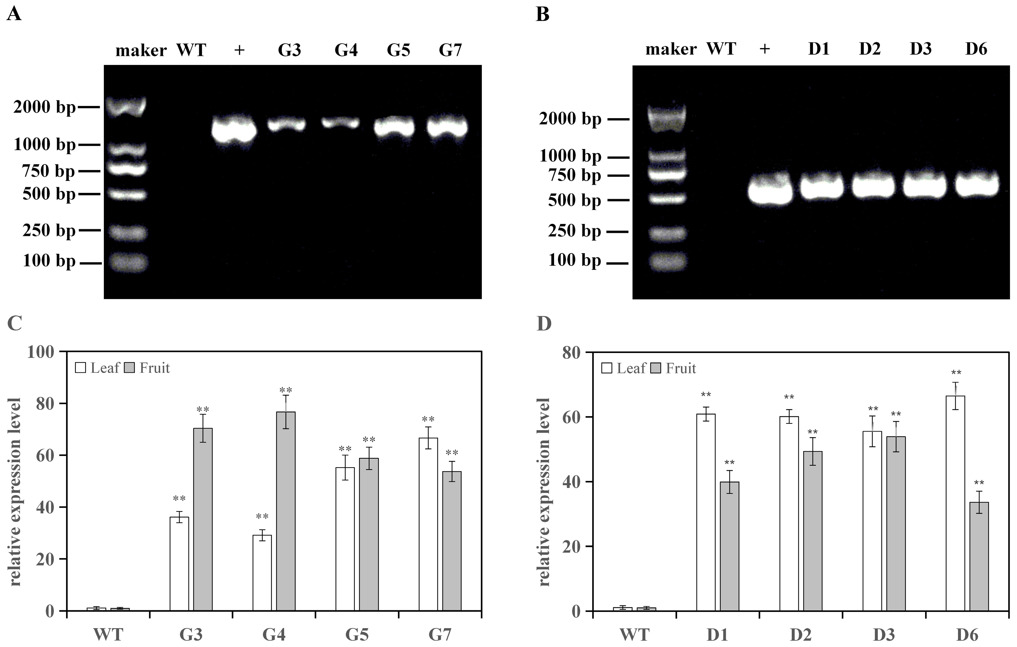 Horticulturae 09 00587 g002