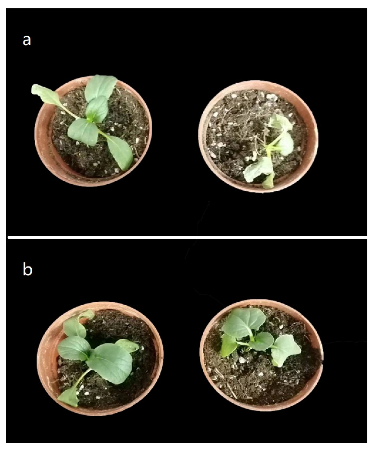 Horticulturae 09 00619 g001