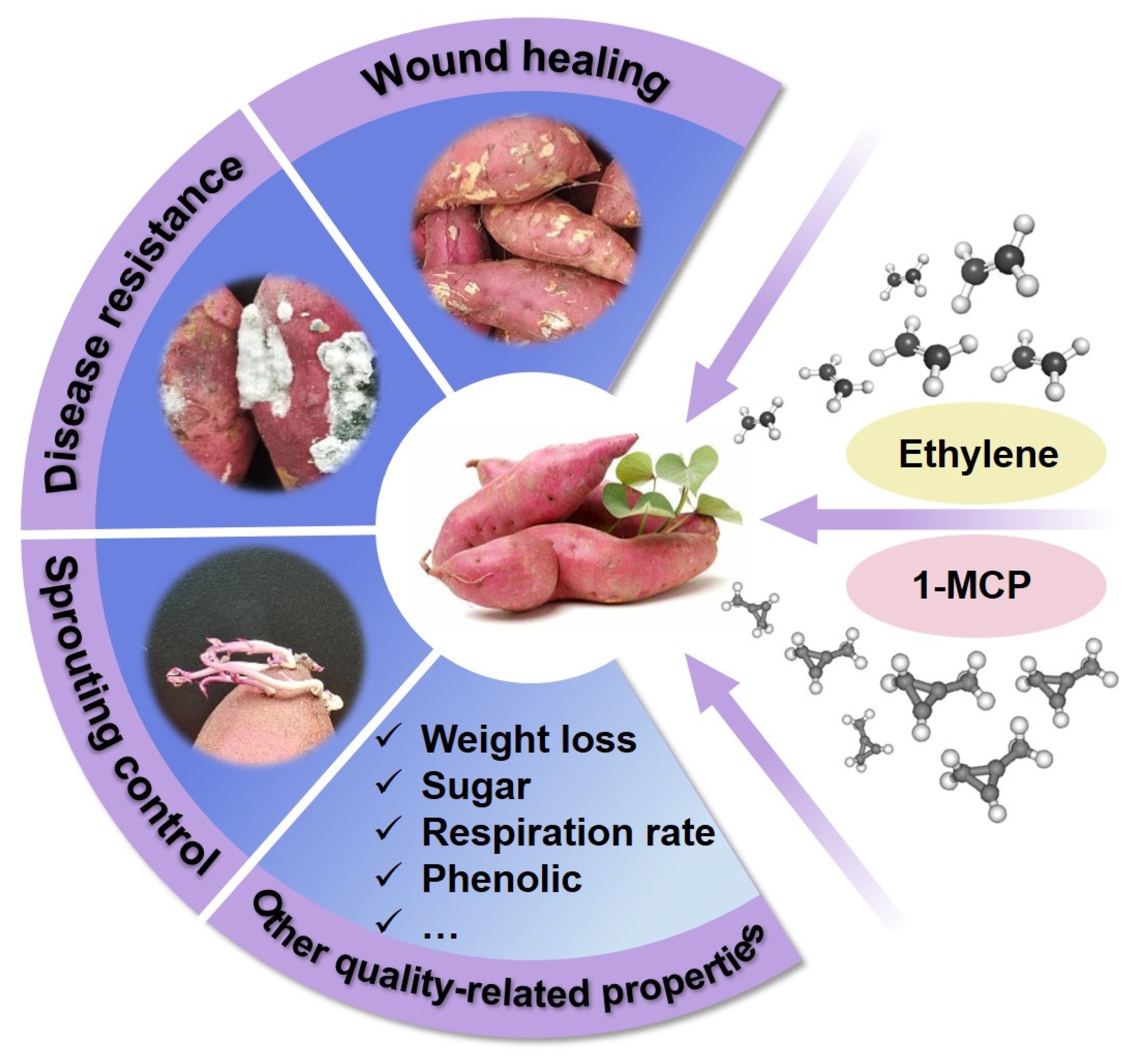 Horticulturae 09 00667 g001