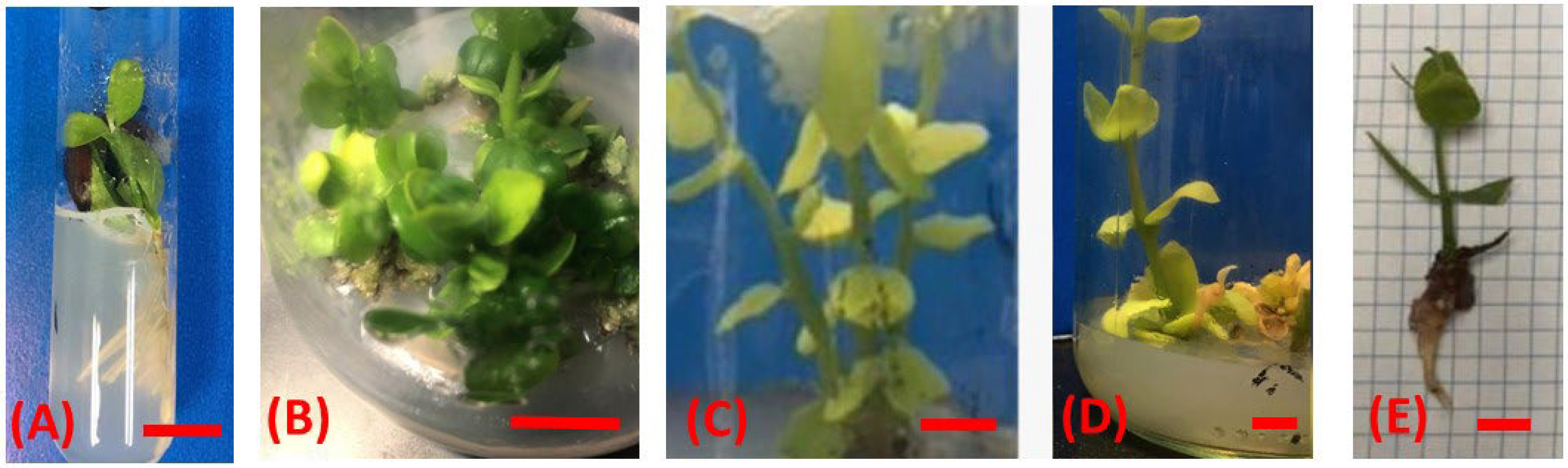 Horticulturae 09 00675 g001 Horticulturae 09 00675 g001