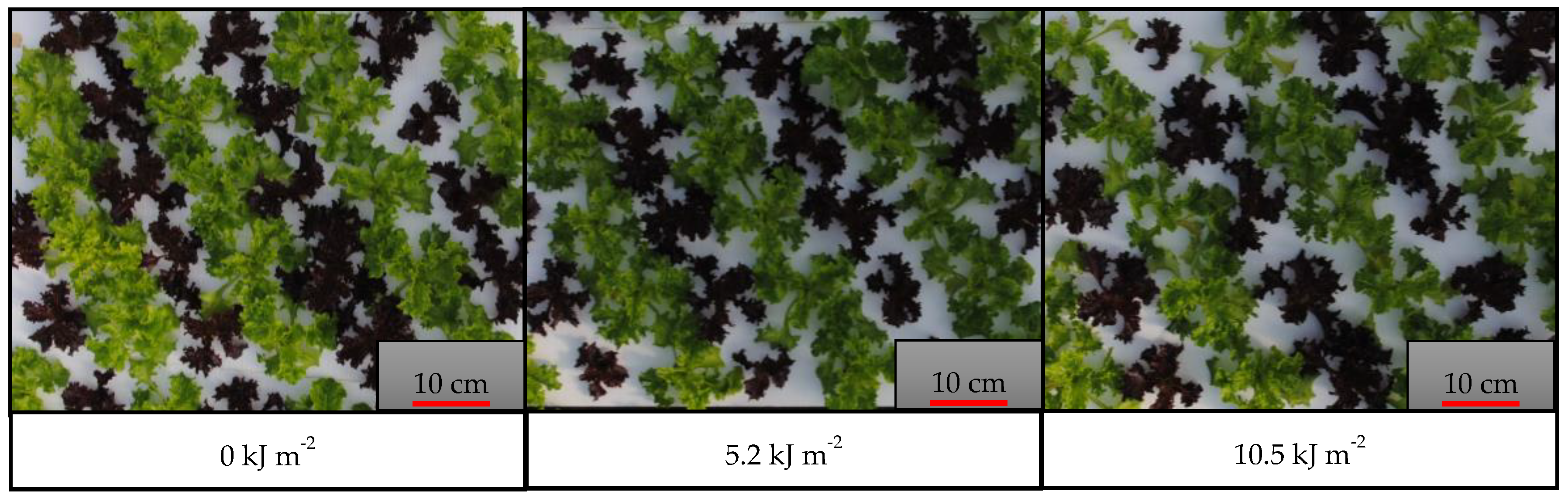 Horticulturae 09 00677 g002 Horticulturae 09 00677 g002
