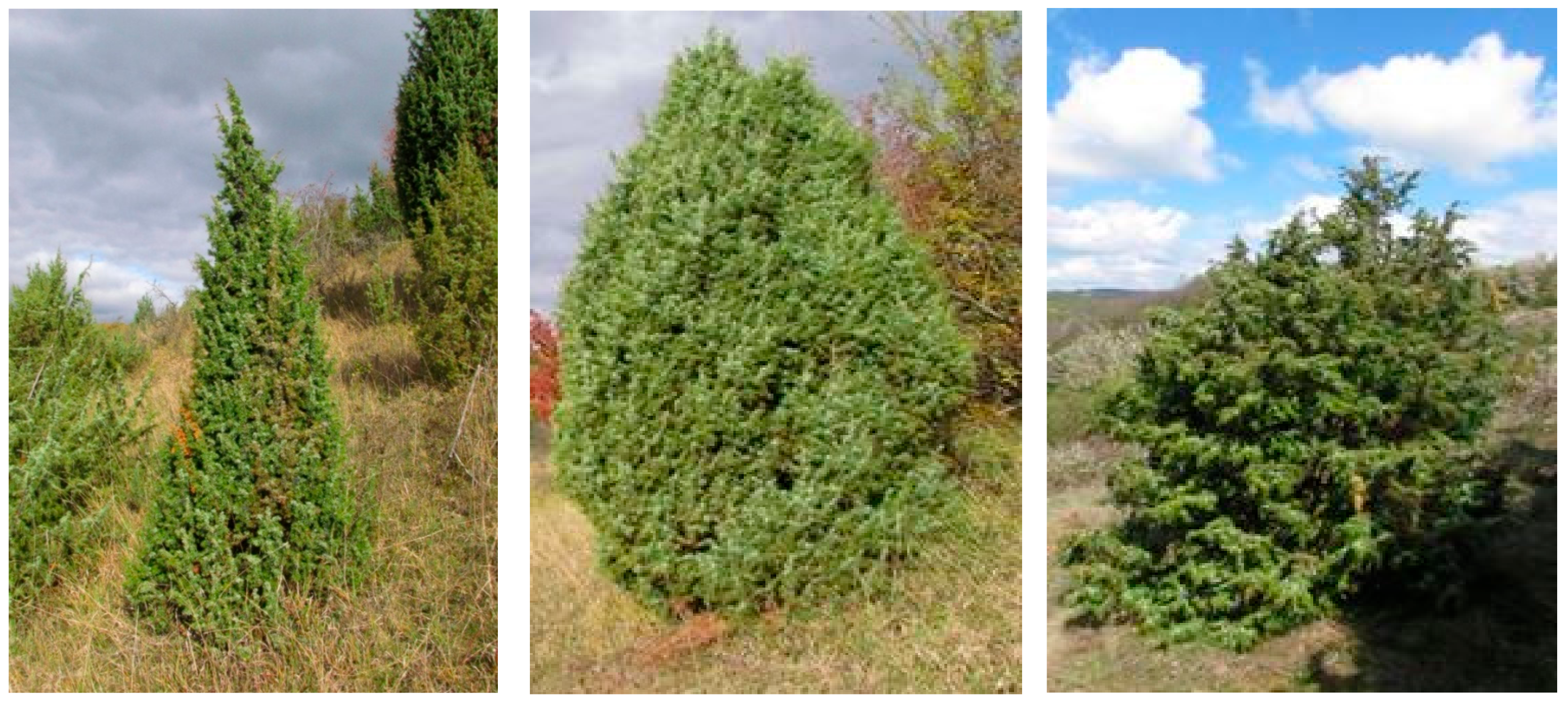 Horticulturae 09 00686 g002 Horticulturae 09 00686 g002