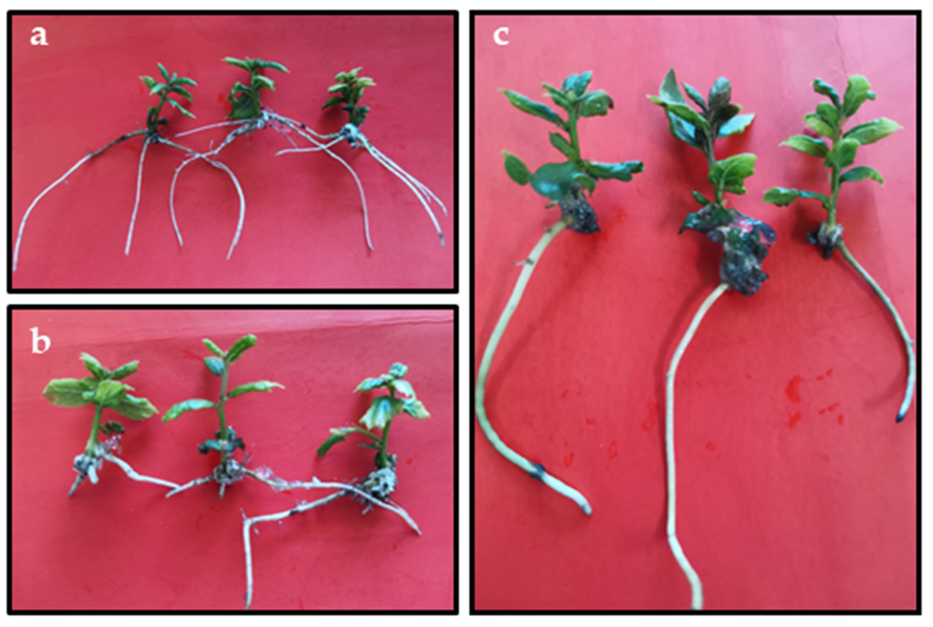 Horticulturae 09 00692 g003