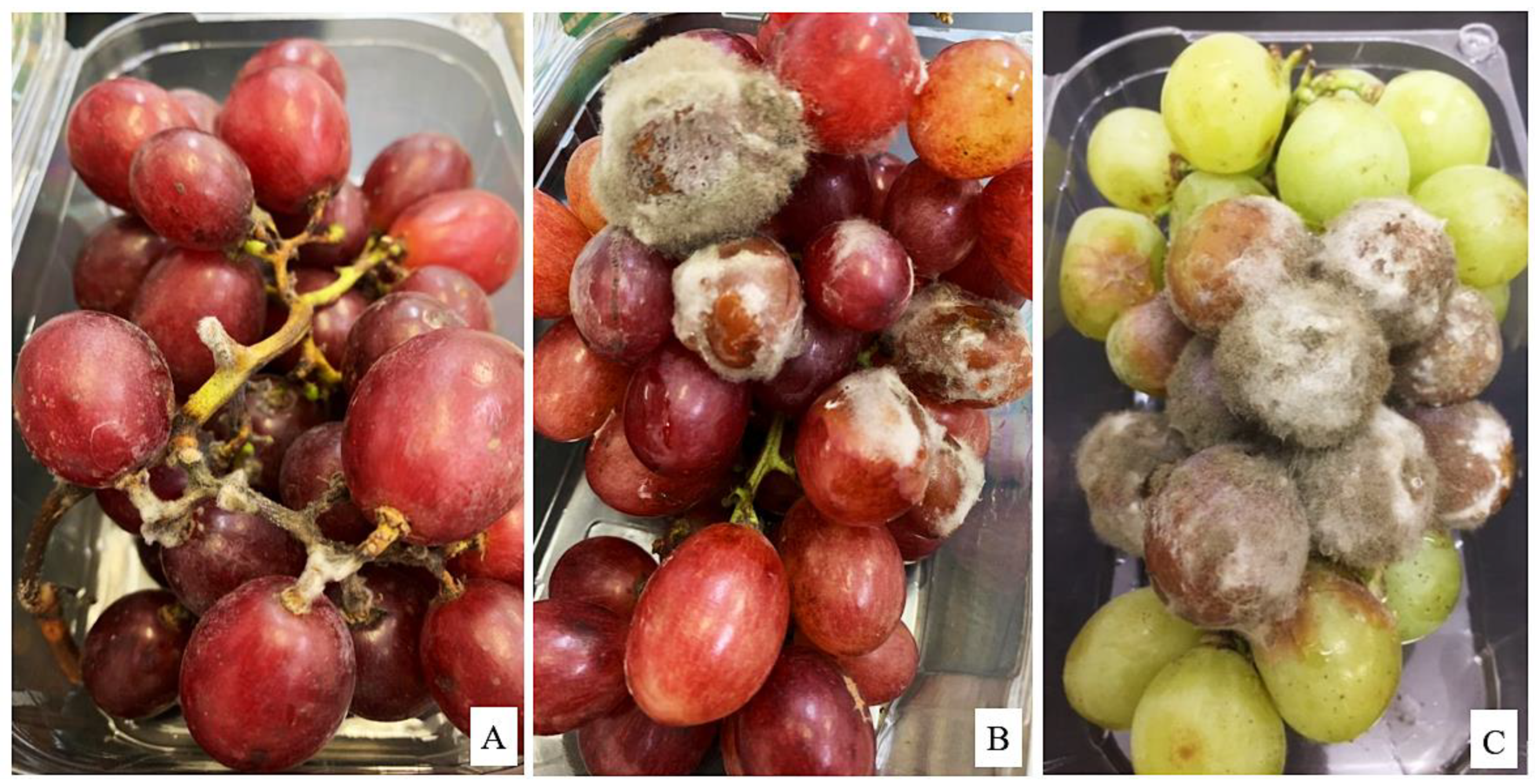 Horticulturae 09 00724 g002 Horticulturae 09 00724 g002