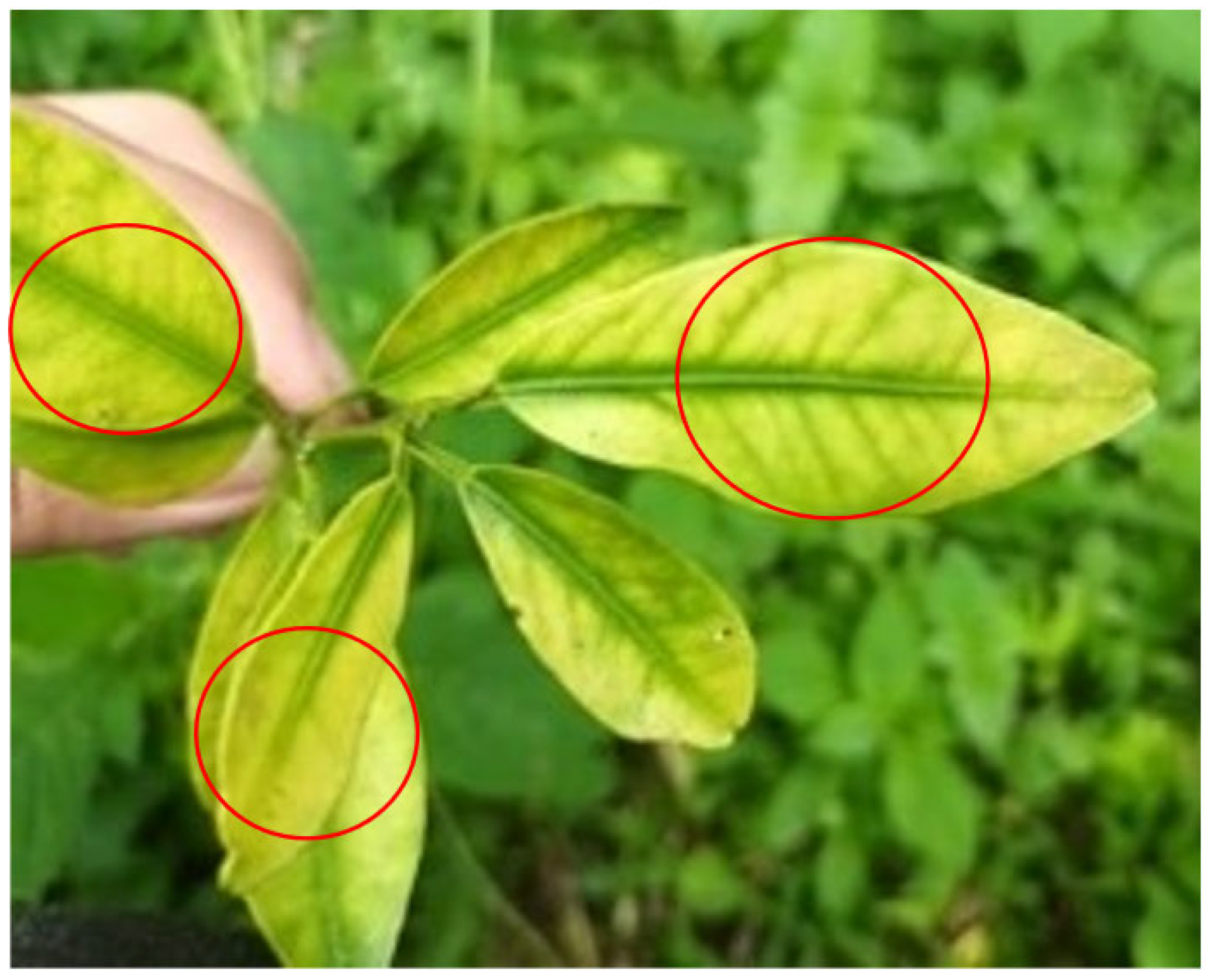 Horticulturae 09 00725 g001 Horticulturae 09 00725 g001