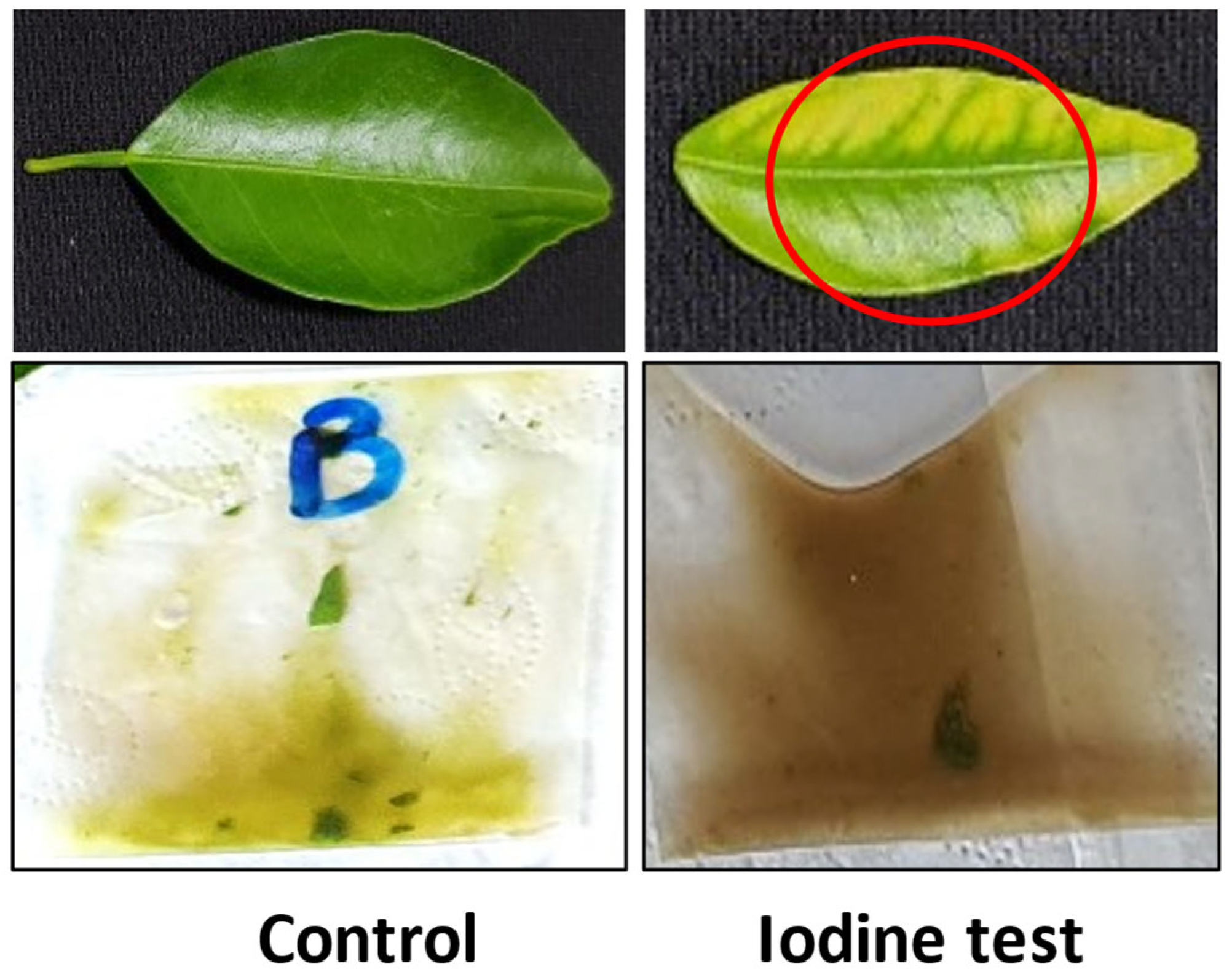 Horticulturae 09 00725 g002 Horticulturae 09 00725 g002