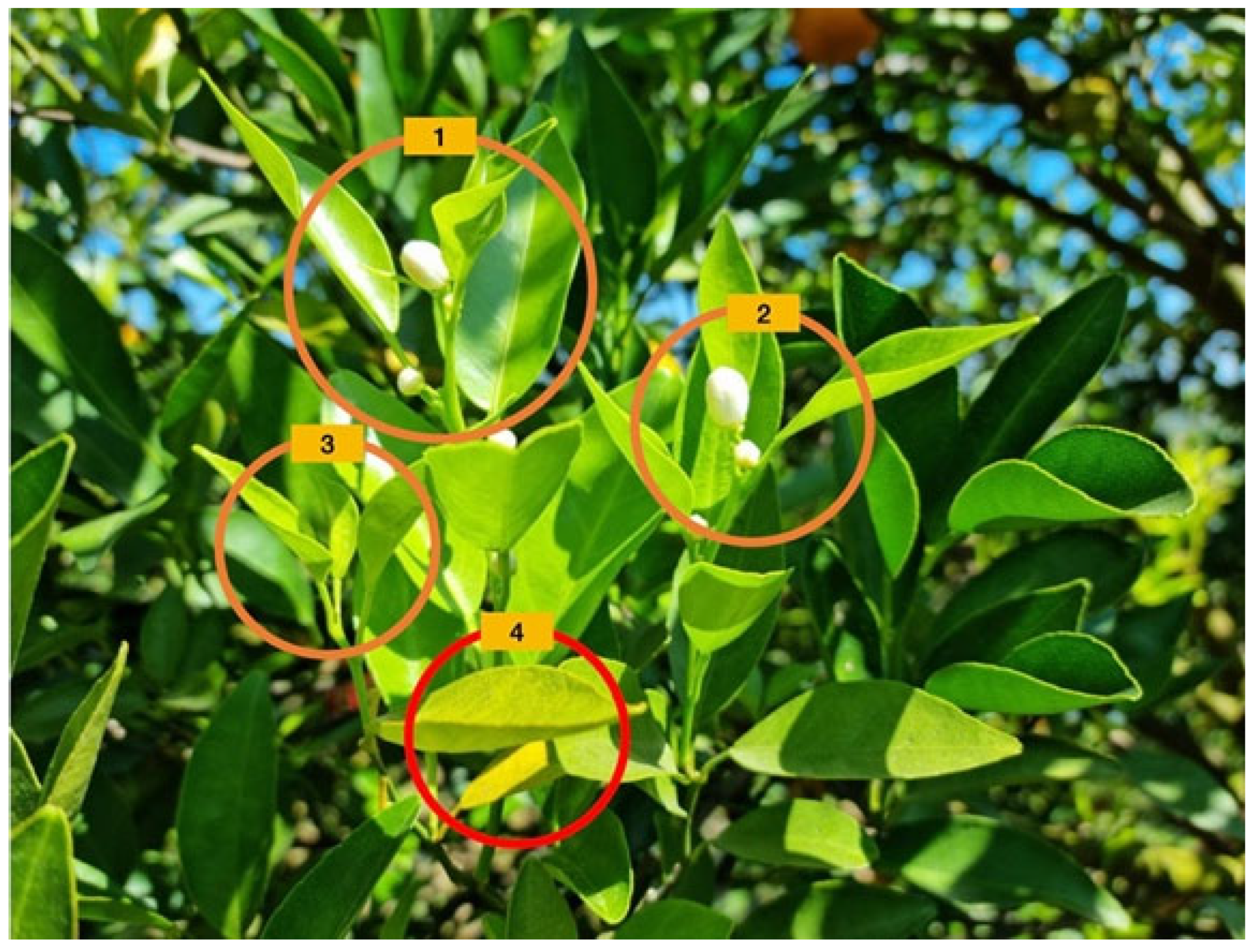 Horticulturae 09 00725 g005 Horticulturae 09 00725 g005