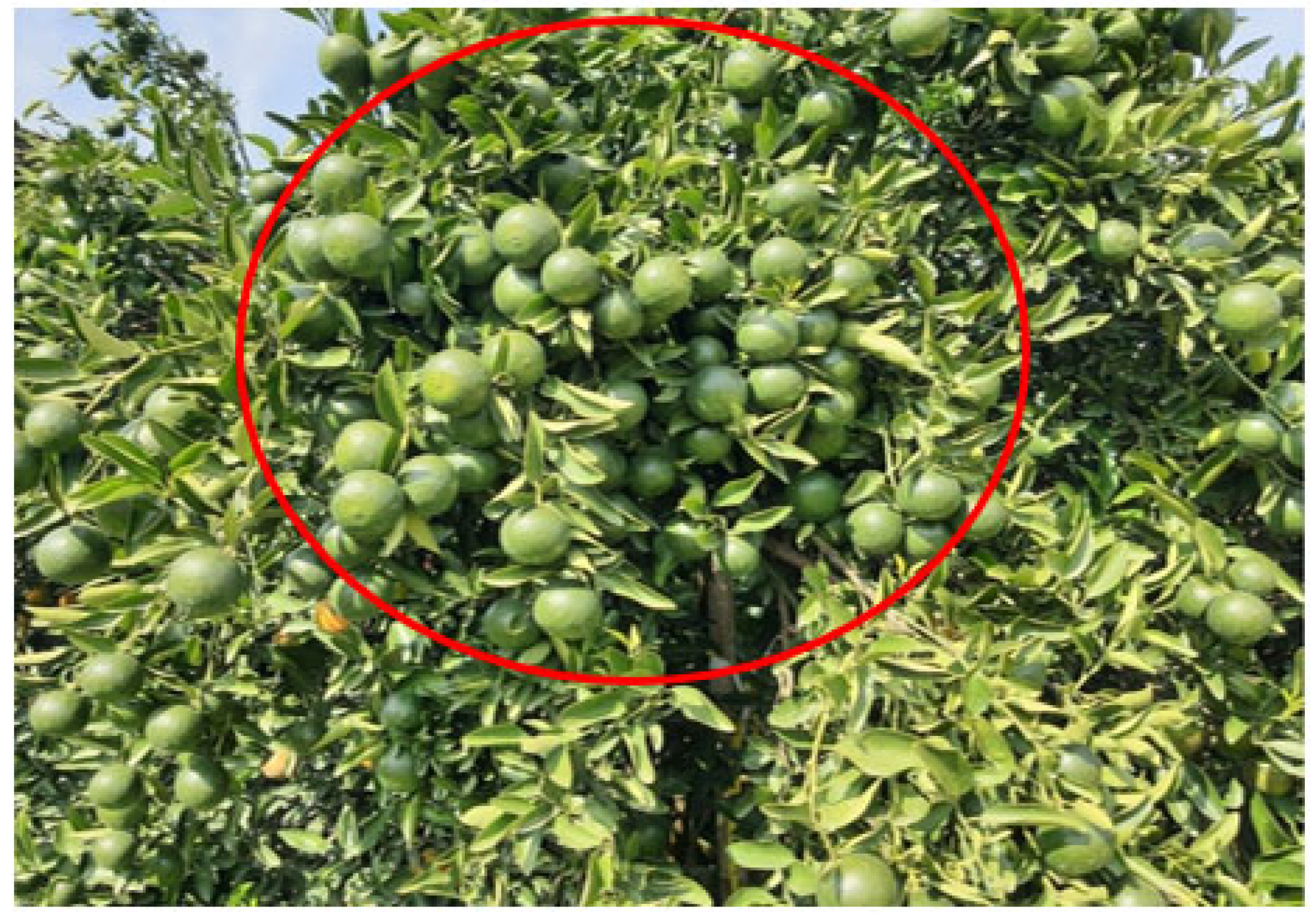 Horticulturae 09 00725 g006 Horticulturae 09 00725 g006