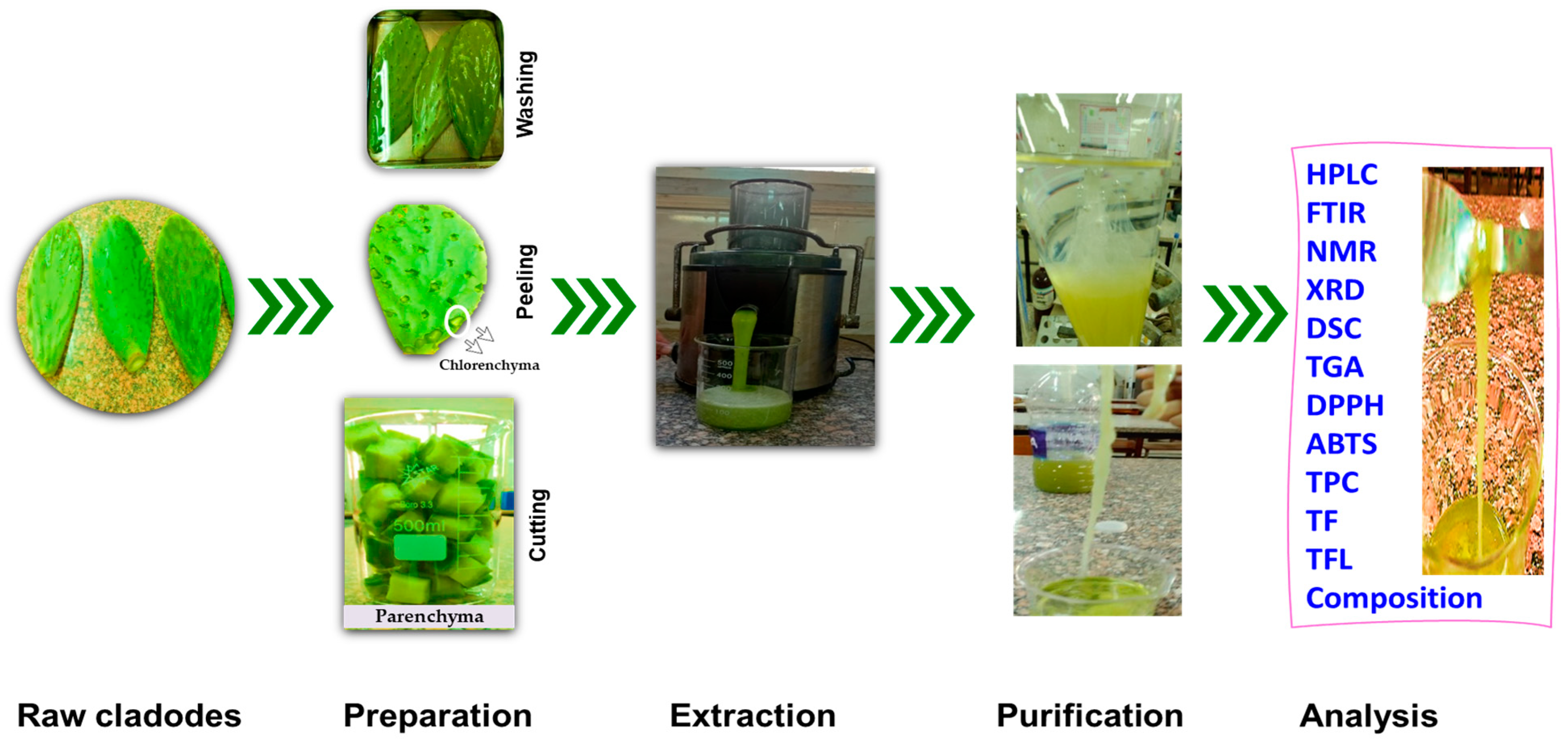 Horticulturae 09 00736 g001