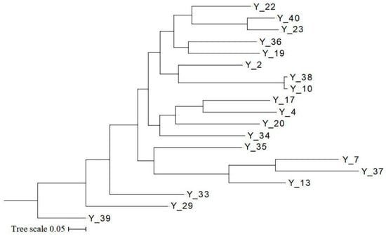 Horticulturae | Free Full-Text | Genome-Wide Resequencing Reveals 