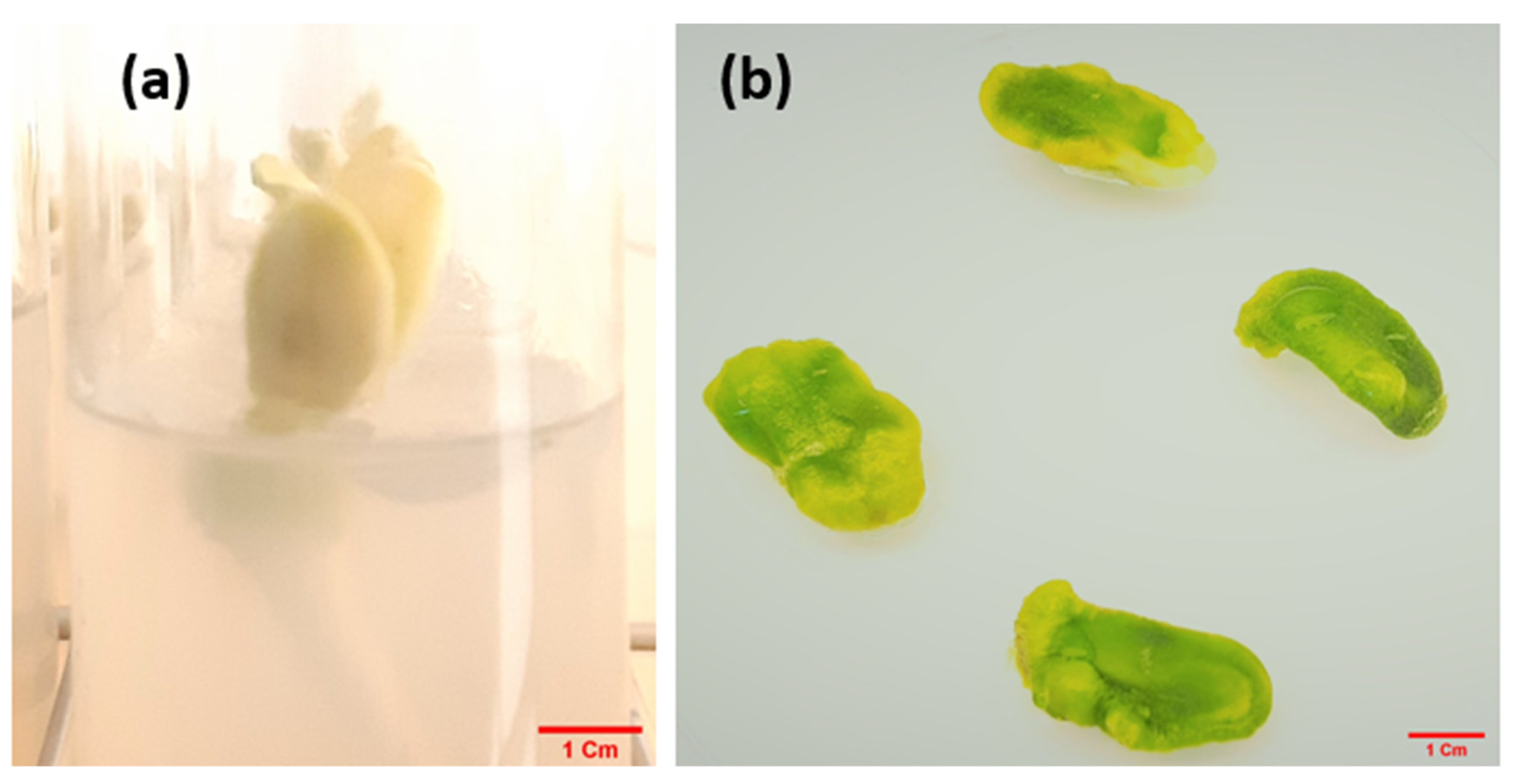Horticulturae 09 00791 g001 Horticulturae 09 00791 g001