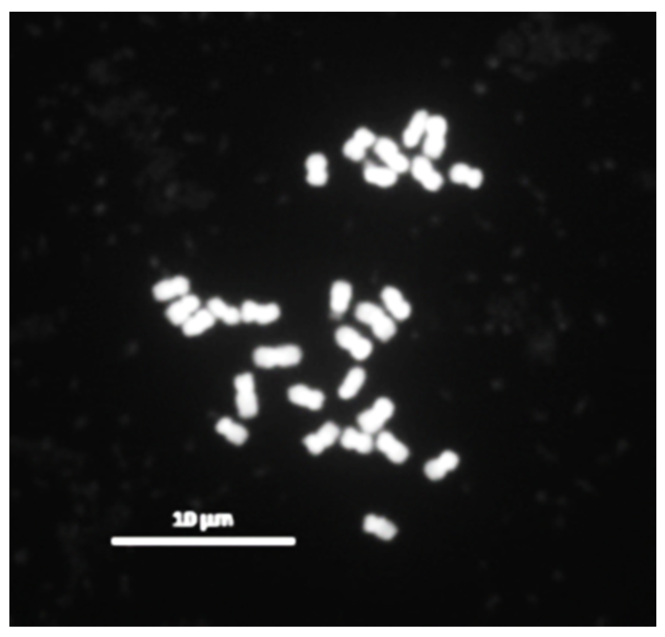 Horticulturae 09 00791 g002 Horticulturae 09 00791 g002