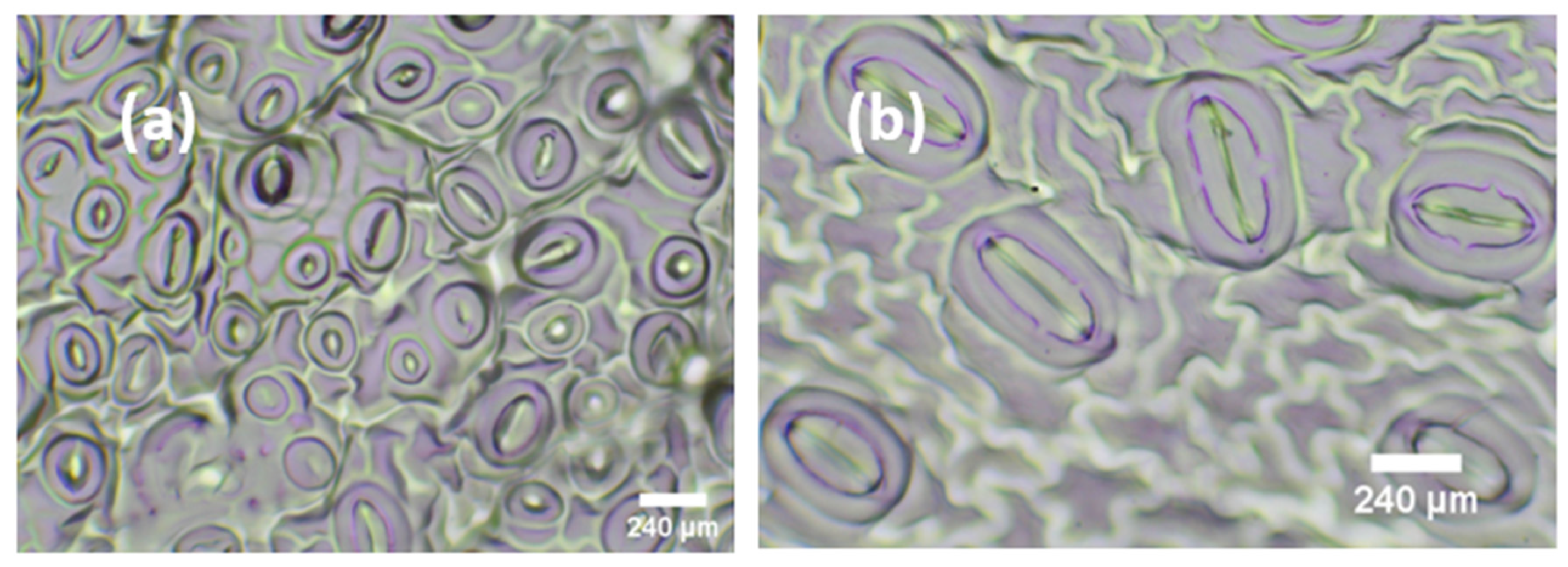 Horticulturae 09 00791 g007 Horticulturae 09 00791 g007